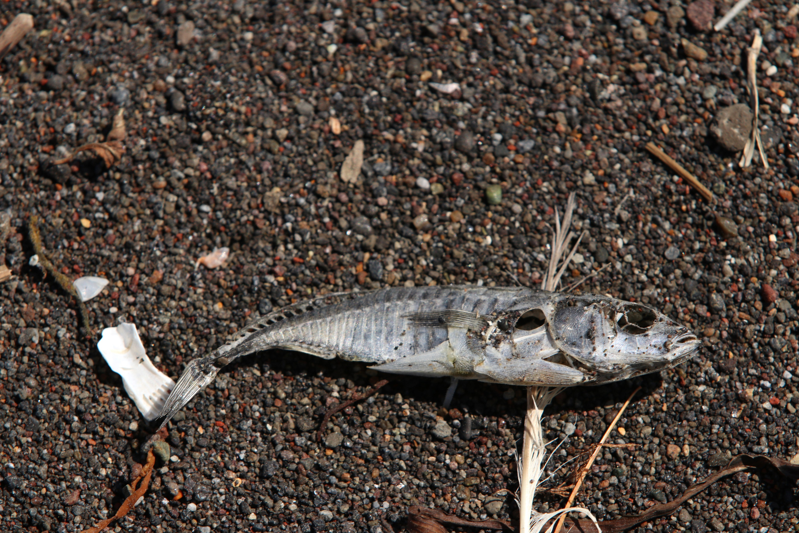 Камчатка и о. Парамушир. Июль 2024. Путешественник-фотограф из Санкт-Петербурга Татьяна Свистулина