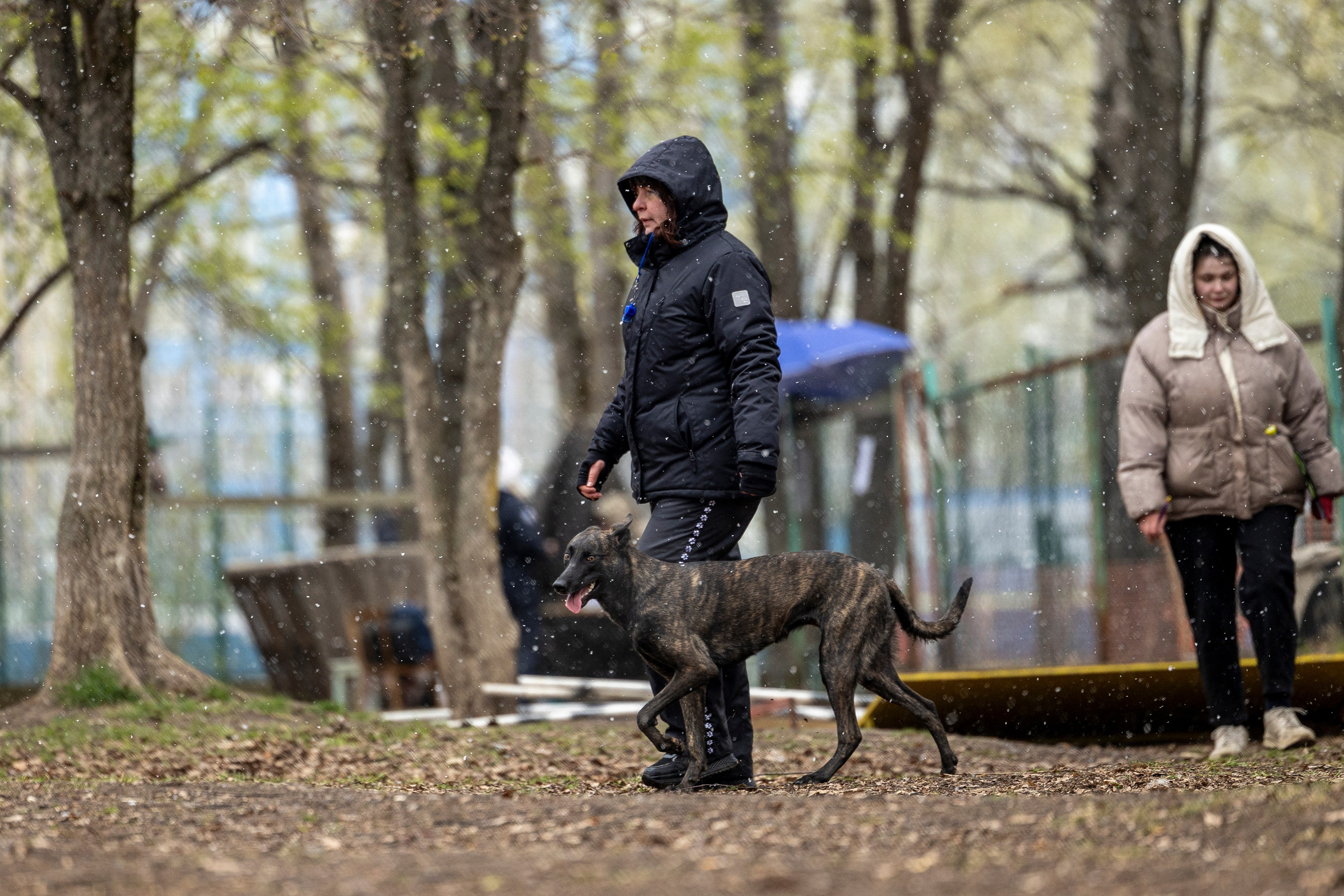 Квалификационные состязания по мондьорингу г. Вологда 11.05.24. Фотограф-анималист Анна Маринич