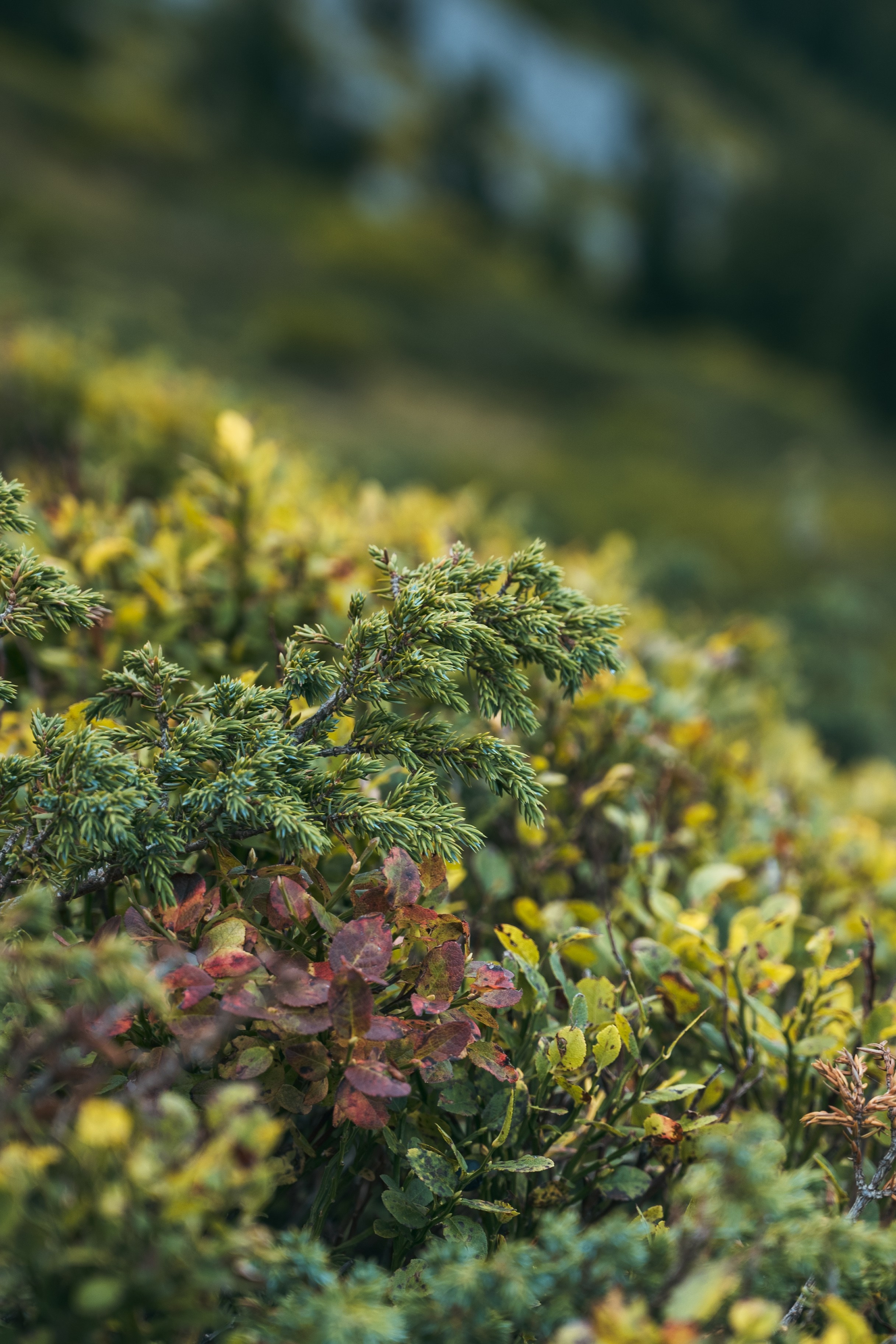 ГОРЫ КОМОВИ. ЧЕРНОГОРИЯ. Фотограф в Белграде Чугреева Елена