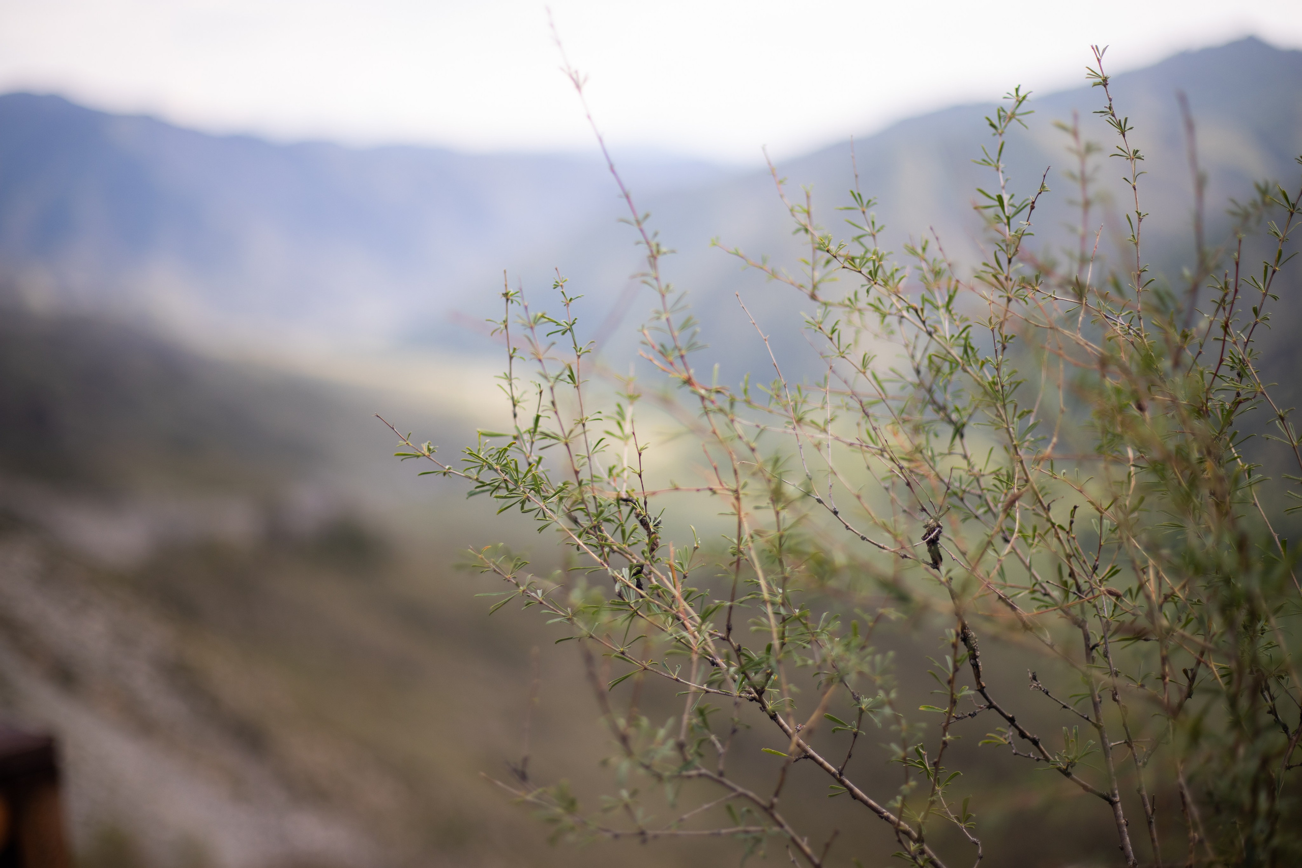 Altai Republic, Russia. Photographer Alina Skitovich