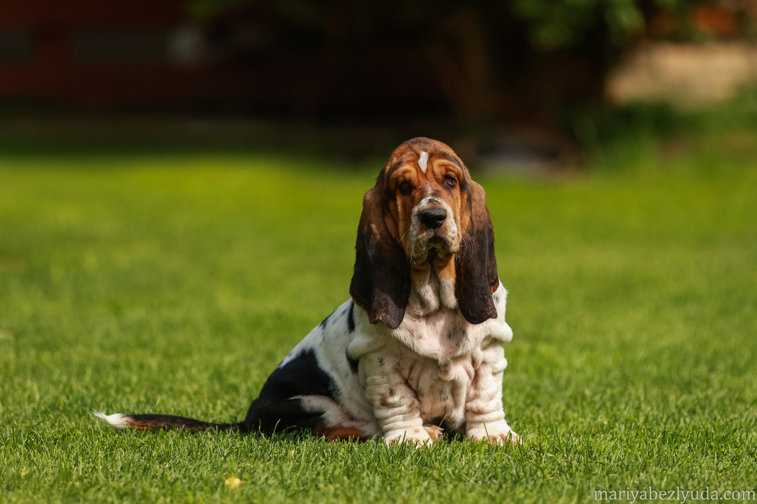 Щенки. Семейный и детский фотограф в Москве Мария Быкова