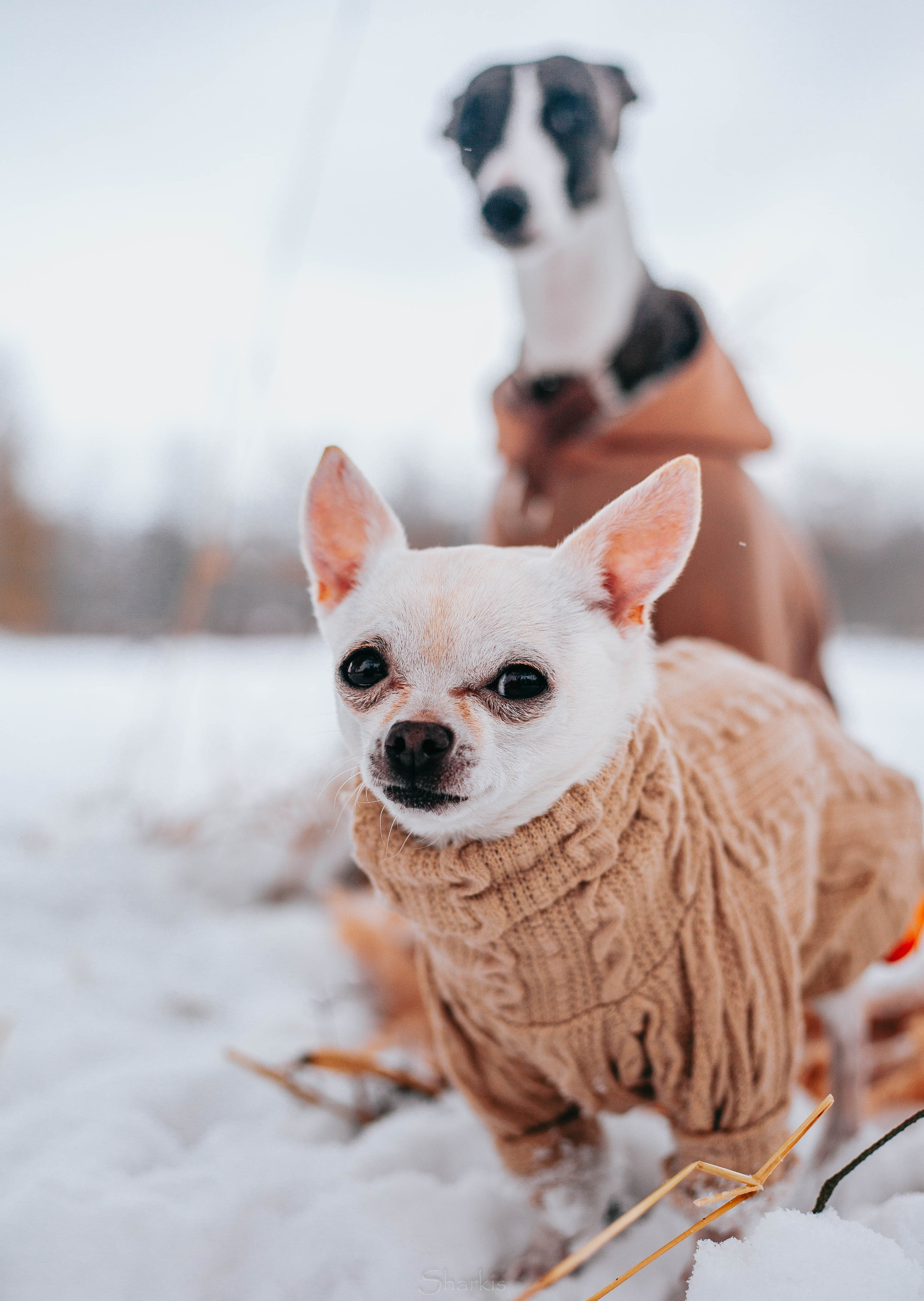 Хельга и Пёс. Главная