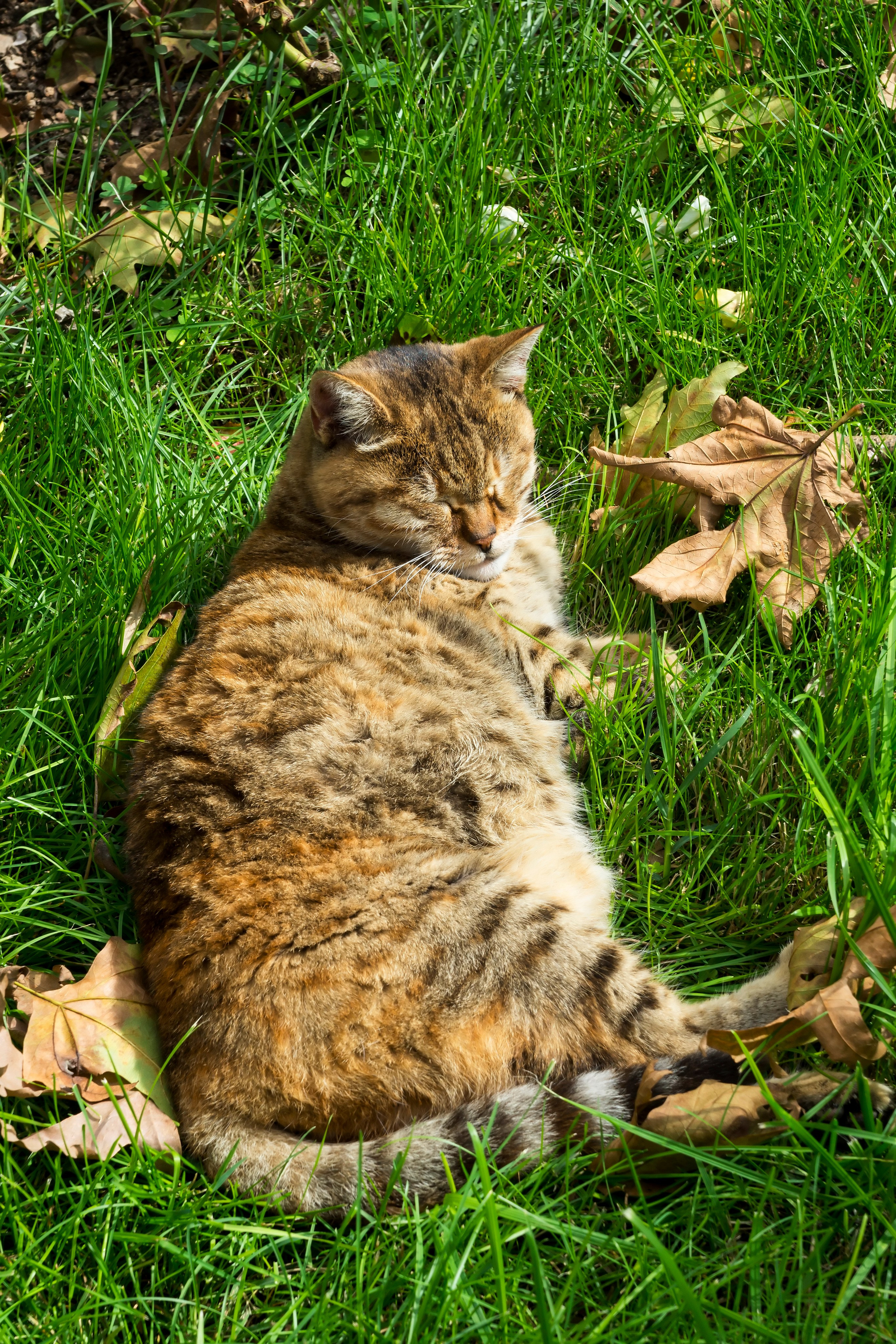 Стамбульские кошки. Фотограф-путешественник Самойлов Максим «Sly Fox»