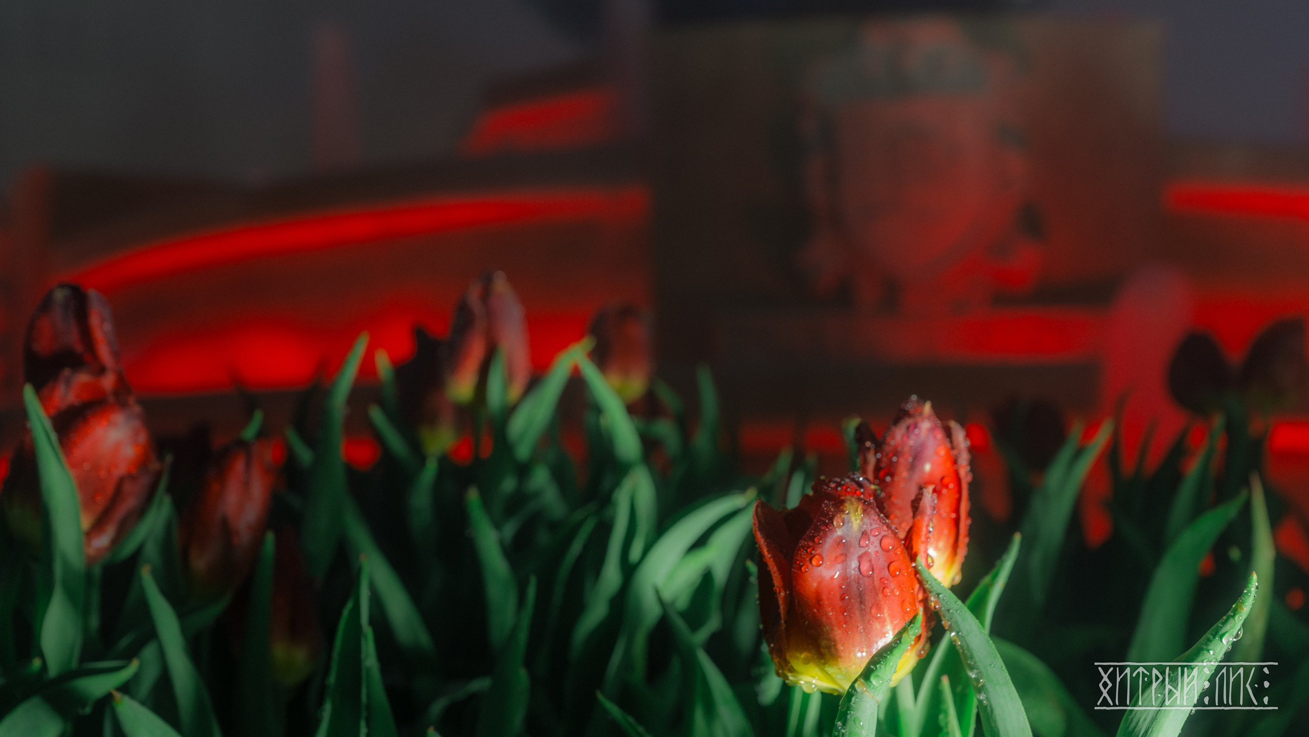 Вьетнам. Фотограф-путешественник Самойлов Максим «Sly Fox»