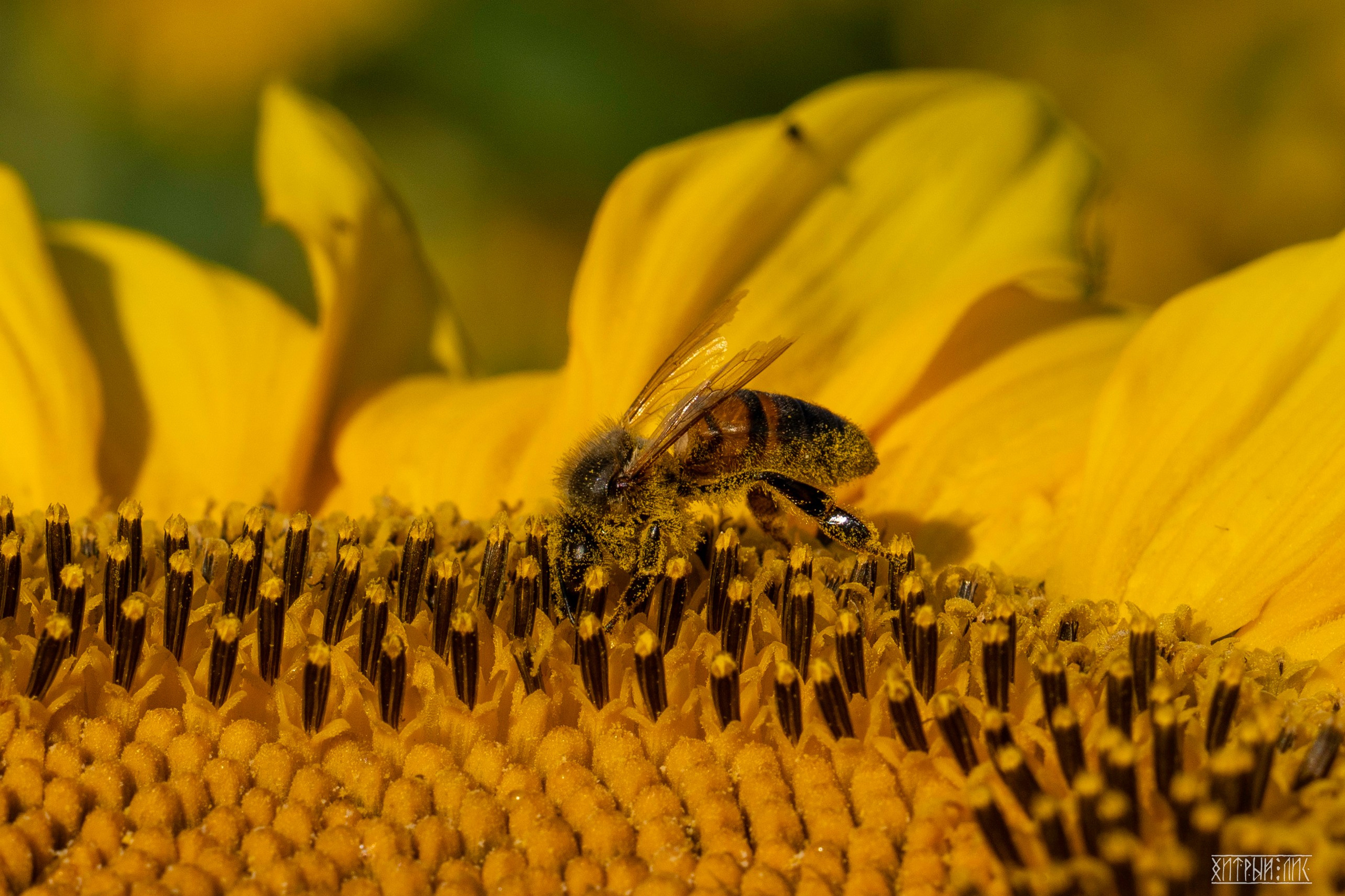 Беларусь. Фотограф-путешественник Самойлов Максим «Sly Fox»