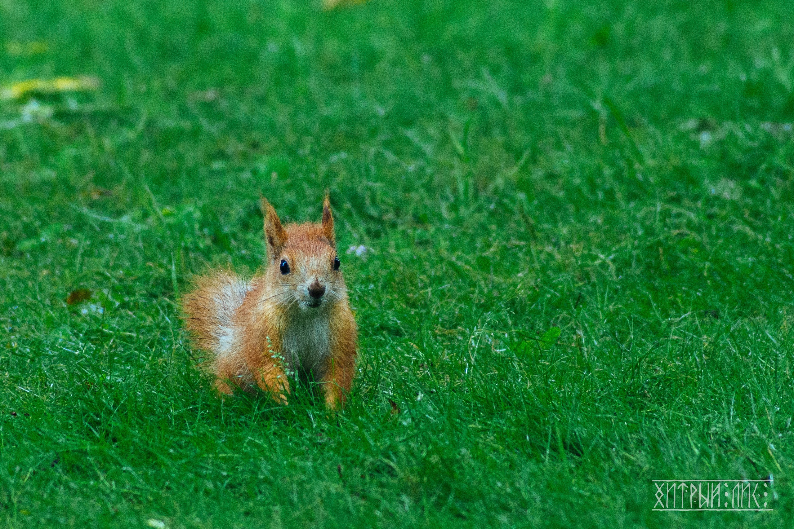 Беларусь. Фотограф-путешественник Самойлов Максим «Sly Fox»