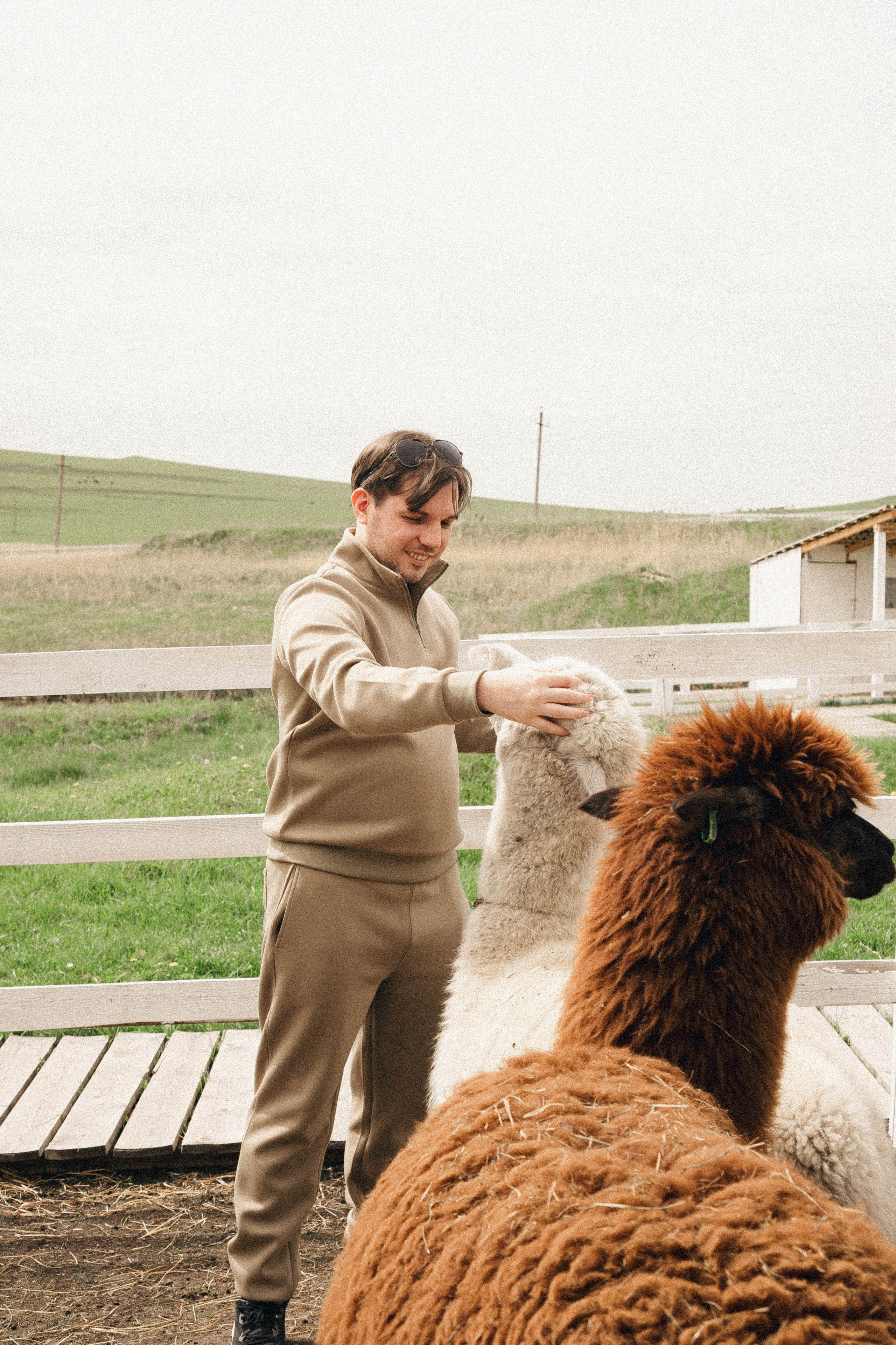 Ферма Альпак. Профессиональный фотограф, Санкт-Петербург — Виктория Богомолова