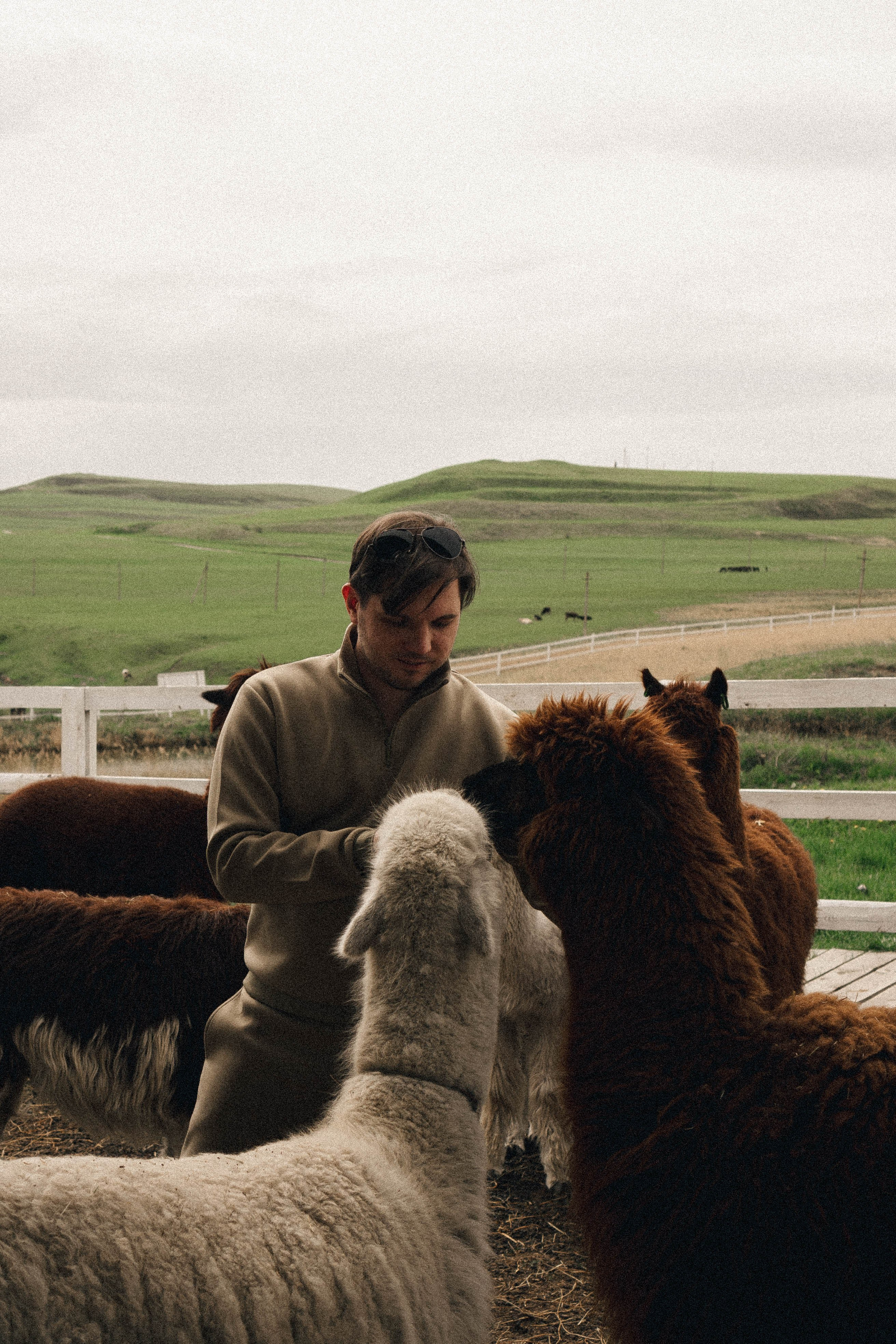 Ферма Альпак. Профессиональный фотограф, Санкт-Петербург — Виктория Богомолова