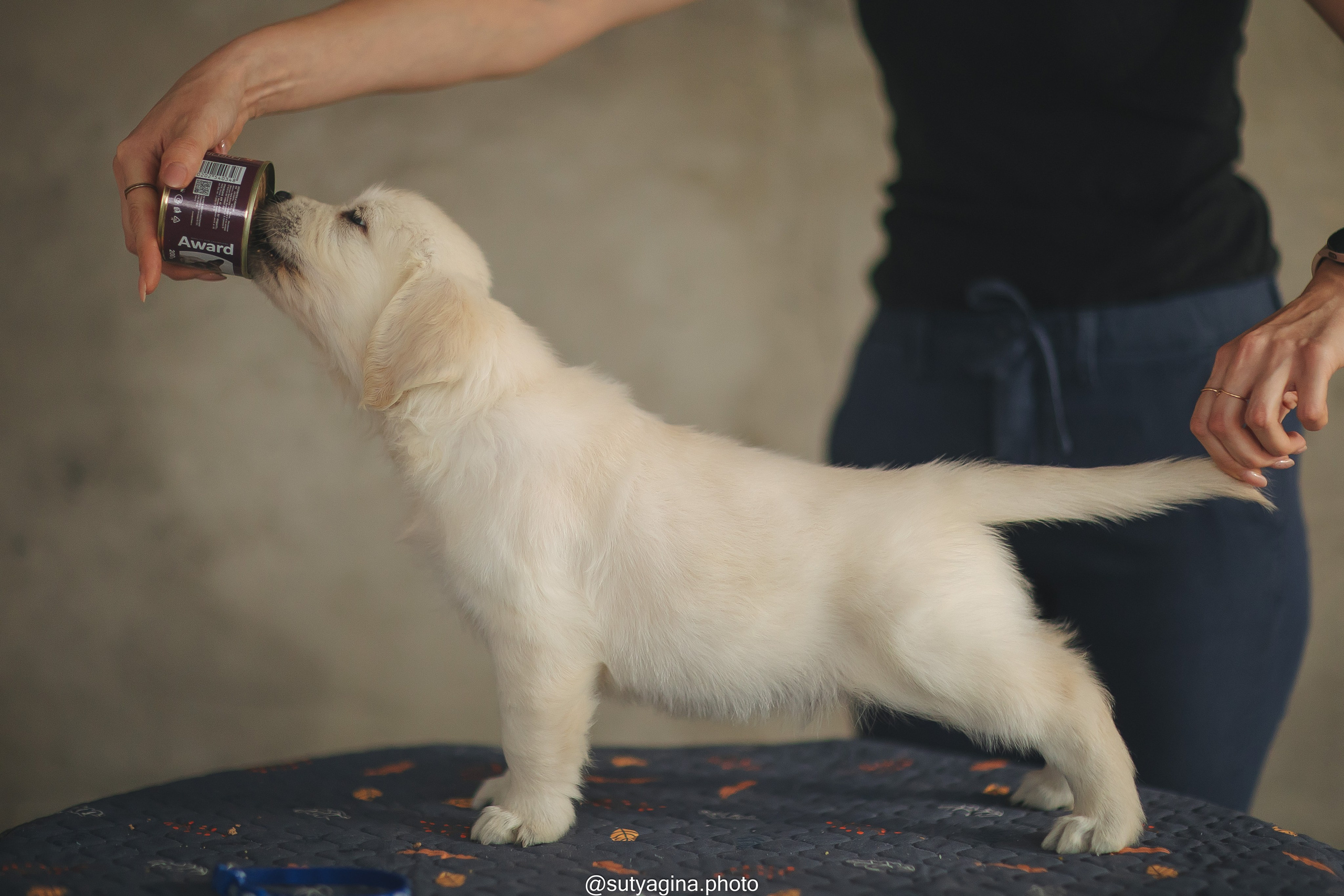 Синий ошейник. Свадебный и женский фотограф