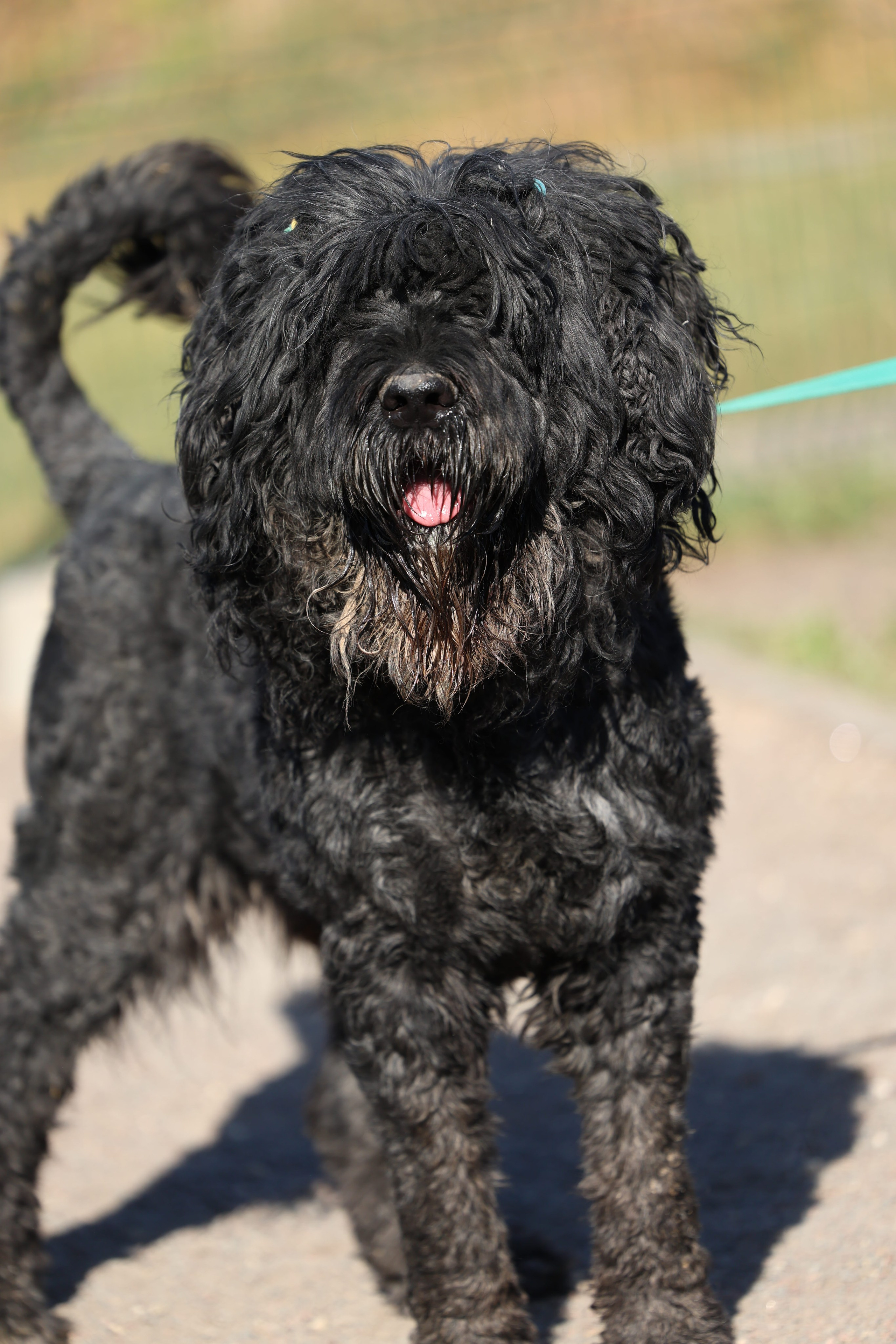 Приют. Виктория Михайловская. Фотограф-анималист. Москва