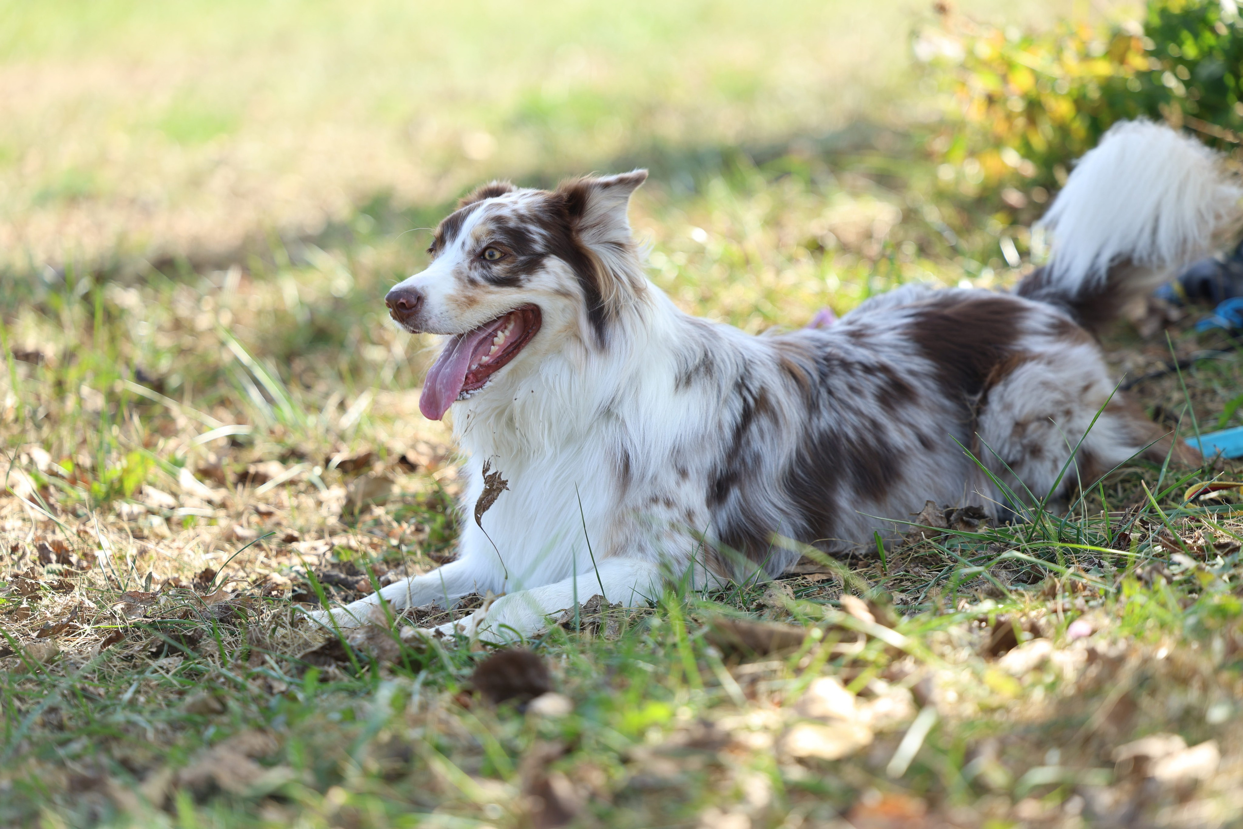 Портфолио. Виктория Михайловская. Фотограф-анималист. Москва