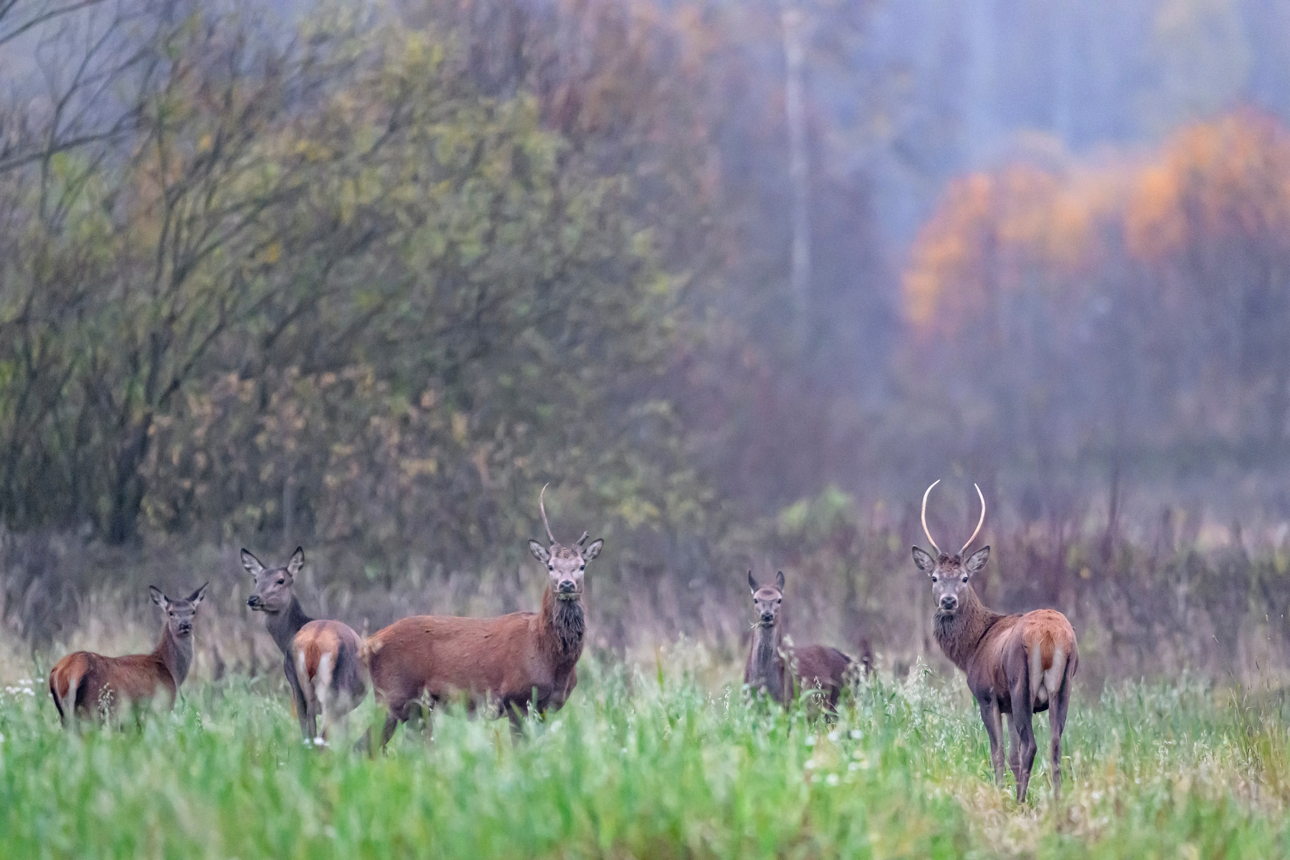 Олени III. Wildlife photography by Sergey Puponin