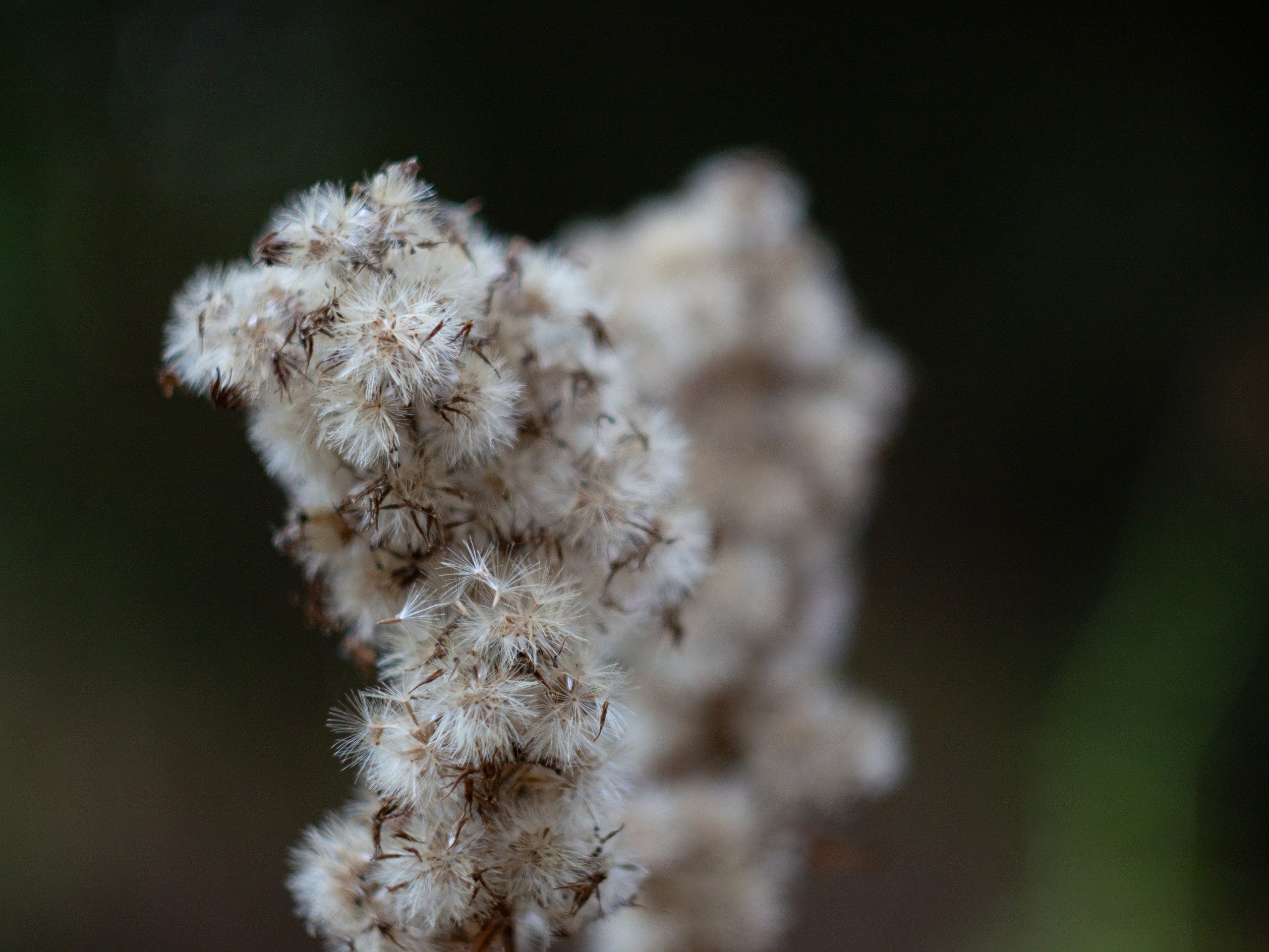 20230923-25 Родники. Дмитрий Ремизов. Фотография, как хобби