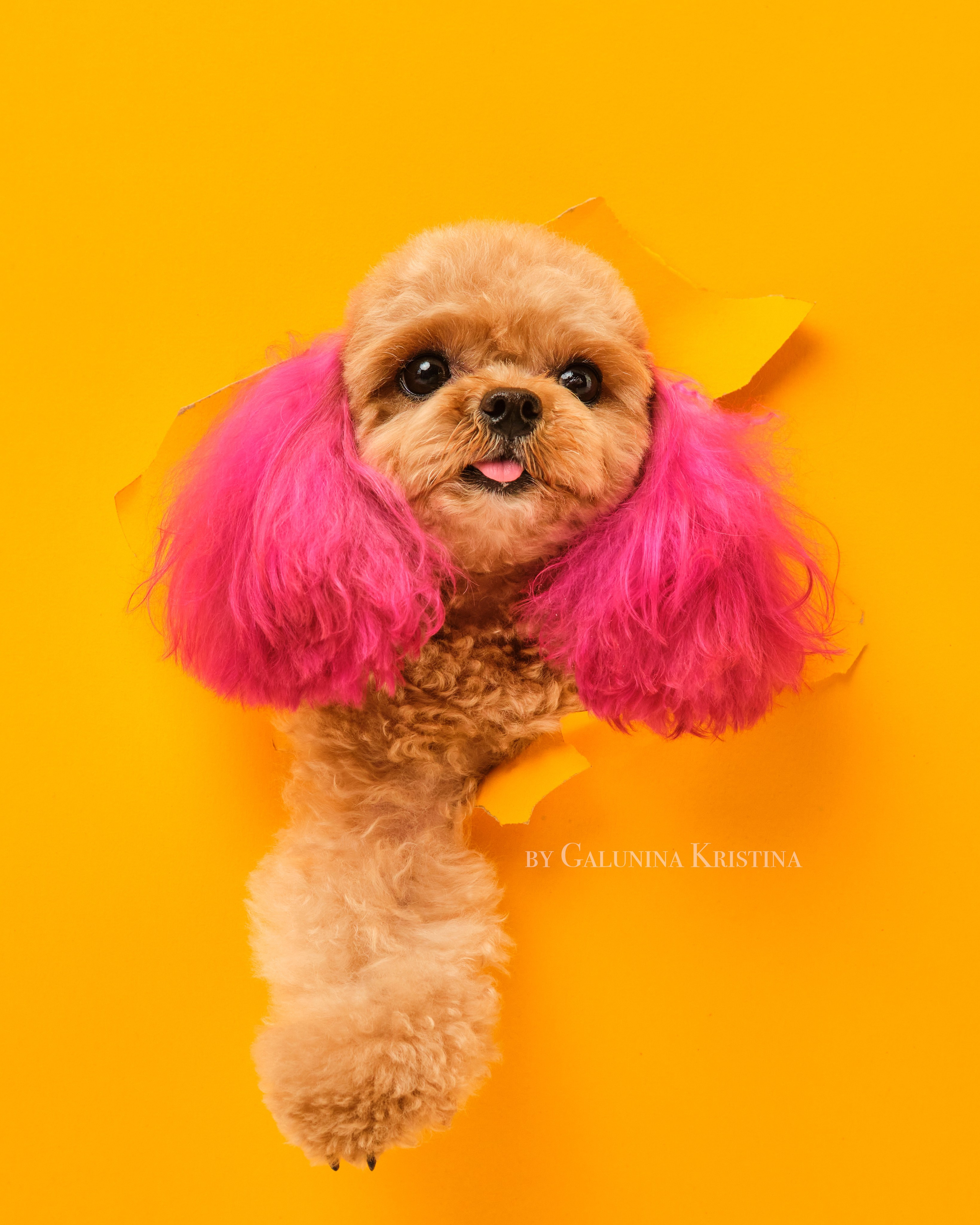 Мальтипу. Фотограф в Москве — Галунина Кристина