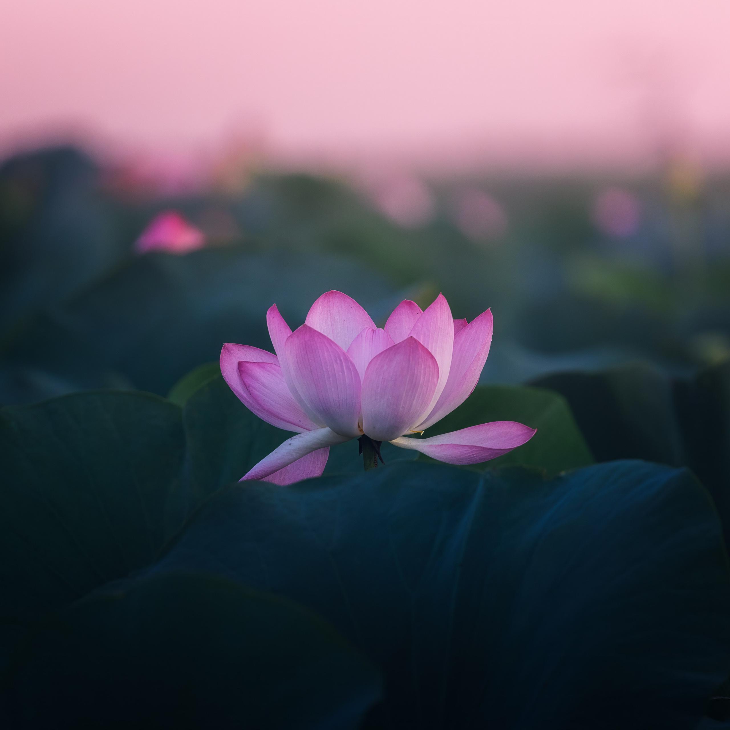 Астраханская область 2025 | Фотограф Дмитрий Купрацевич. Дмитрий Купрацевич профессиональный пейзажный и travel-фотограф