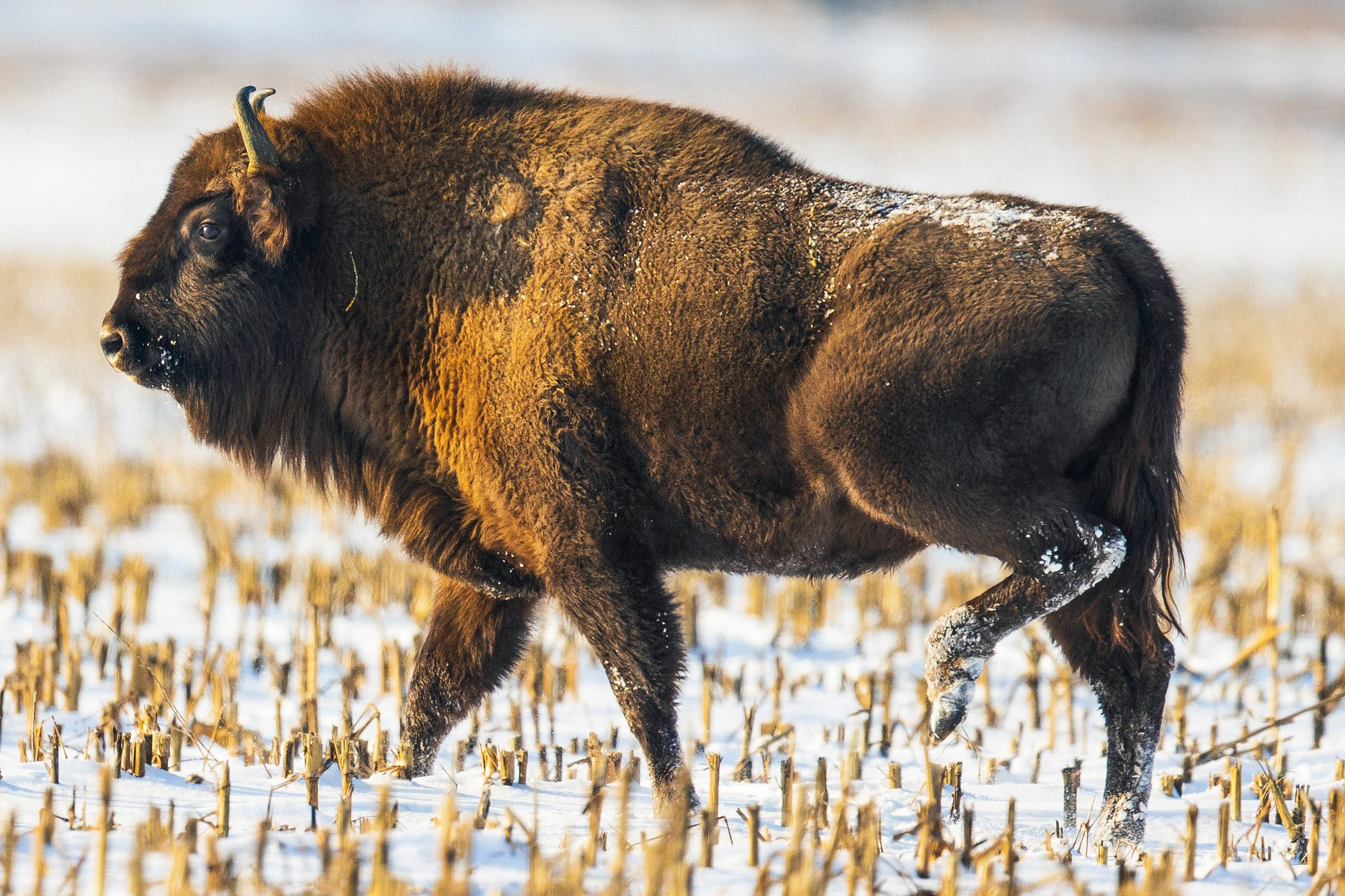 Фотограф Андрей Македонский