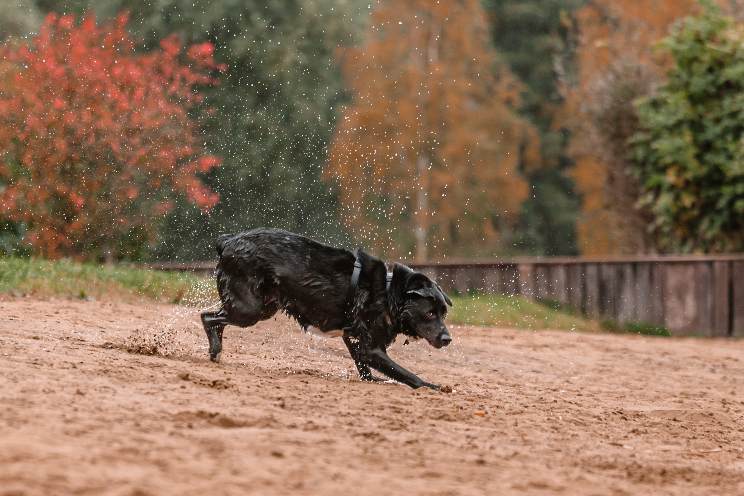 Юля и Фортуна. Фотограф-анималист Татьяна Степанова