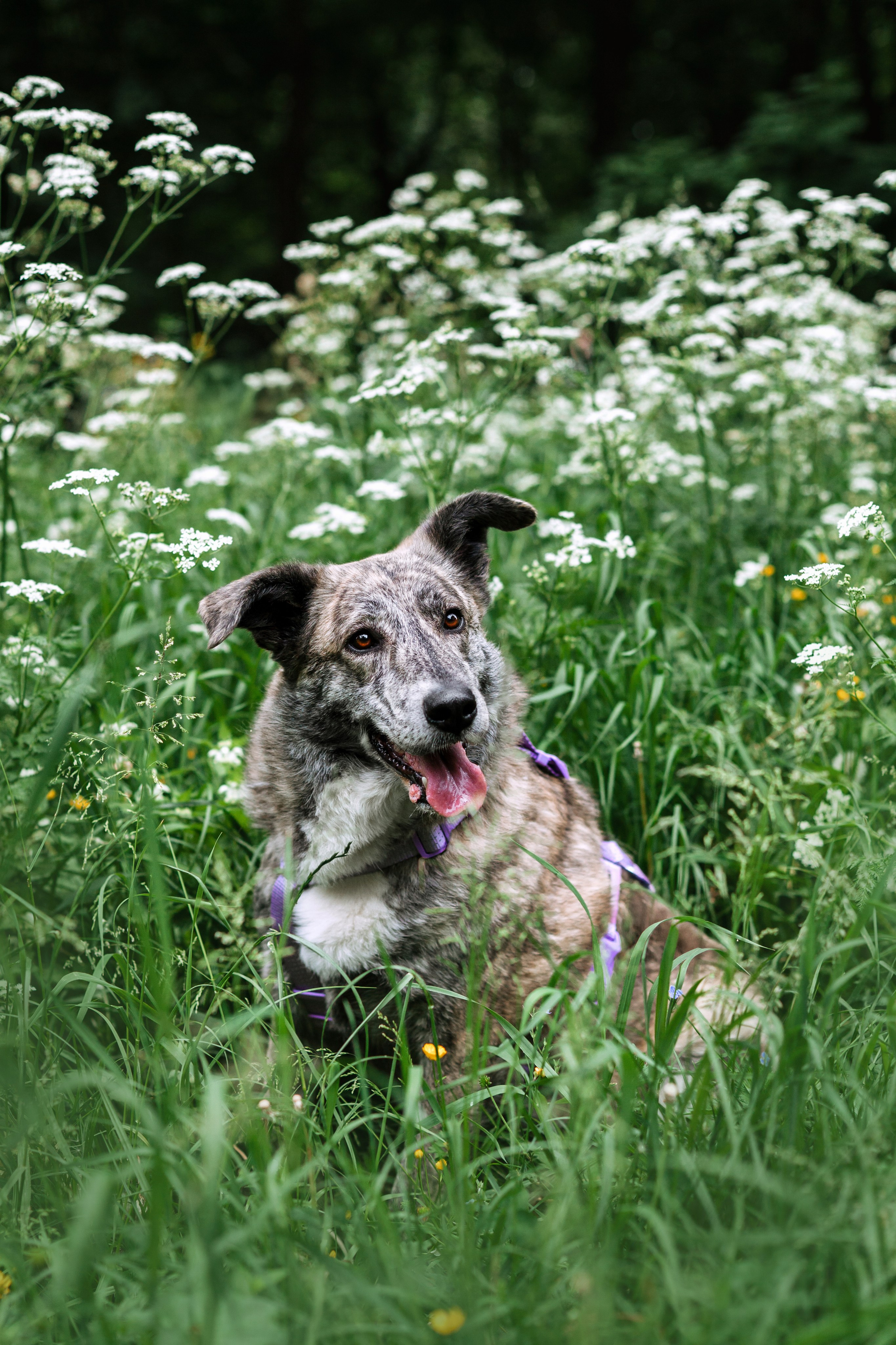 Собаки из приюта Дубовая роща лето 2025. Фотограф-анималист Татьяна Степанова