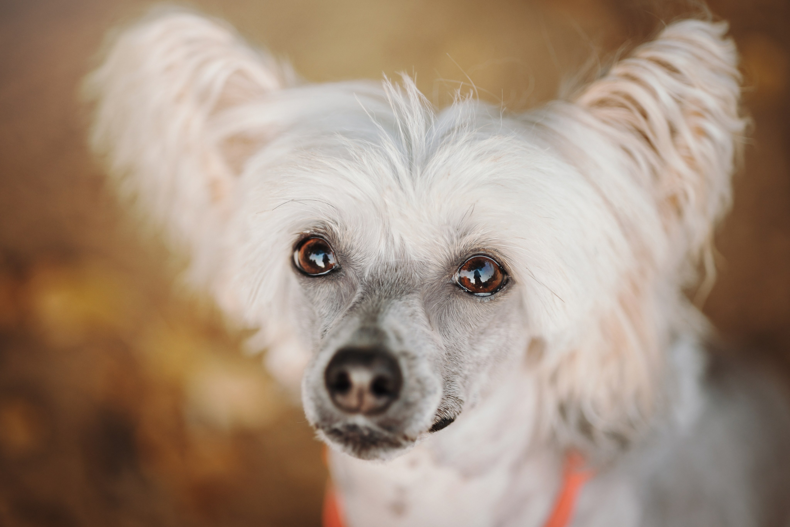 Любовь и ее хвостики. Фотограф — Анималист | Санкт-Петербург