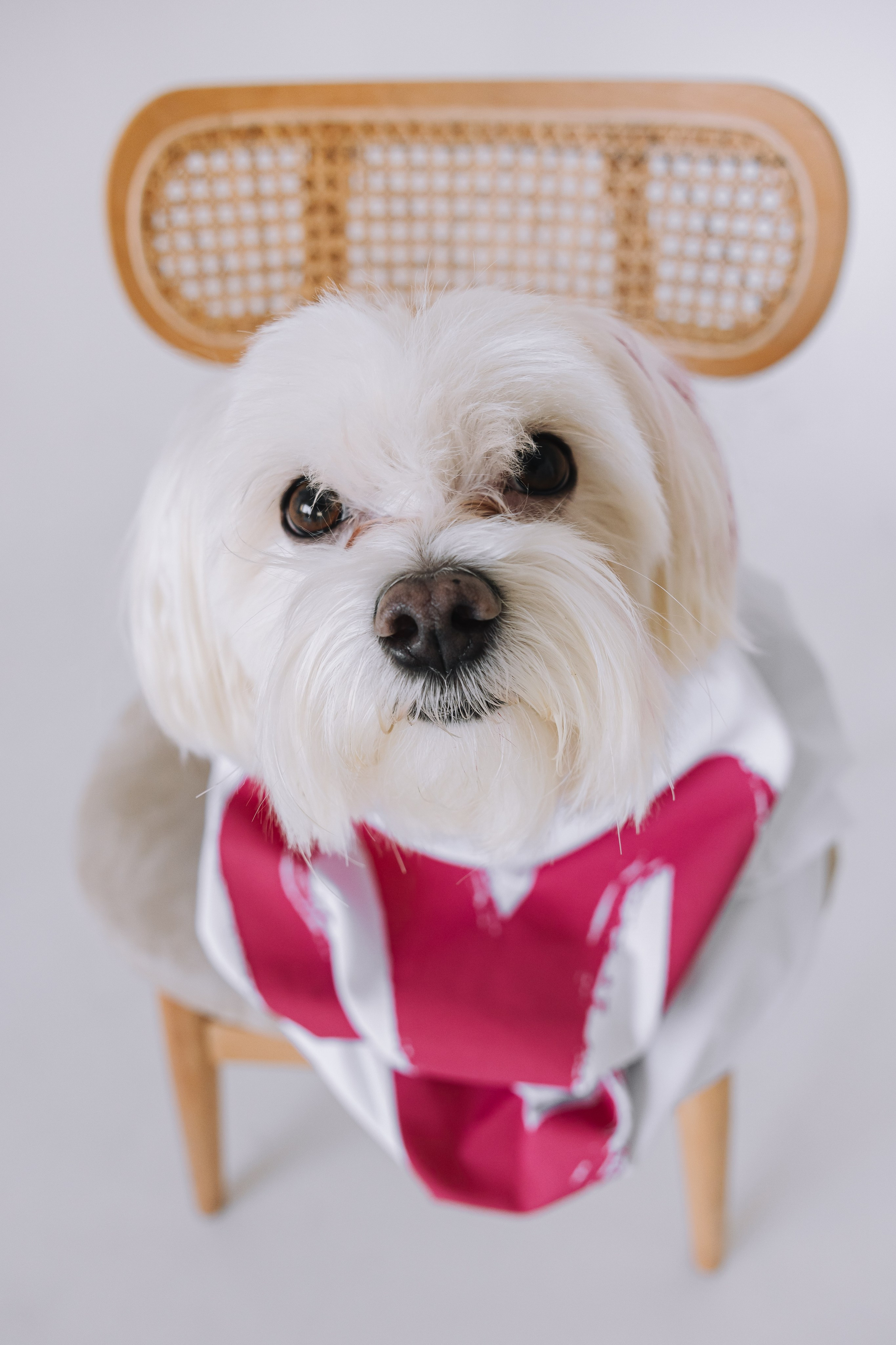 Ката и Лакки. Крылова Светлана Фотограф Челябинск