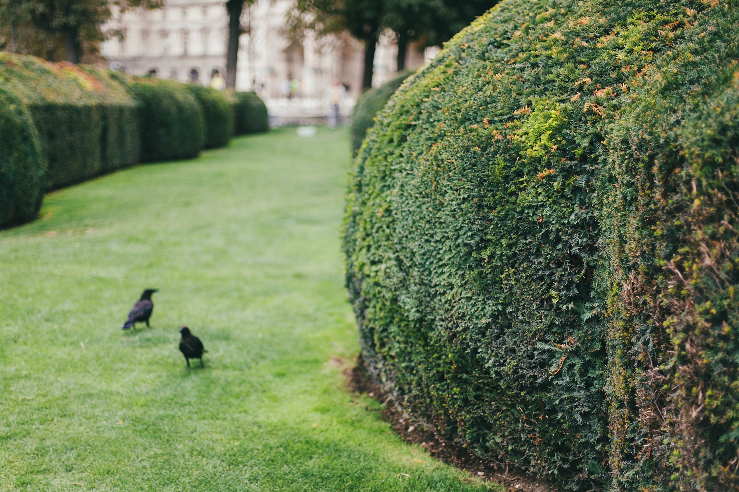 Париж. Аня Степанова