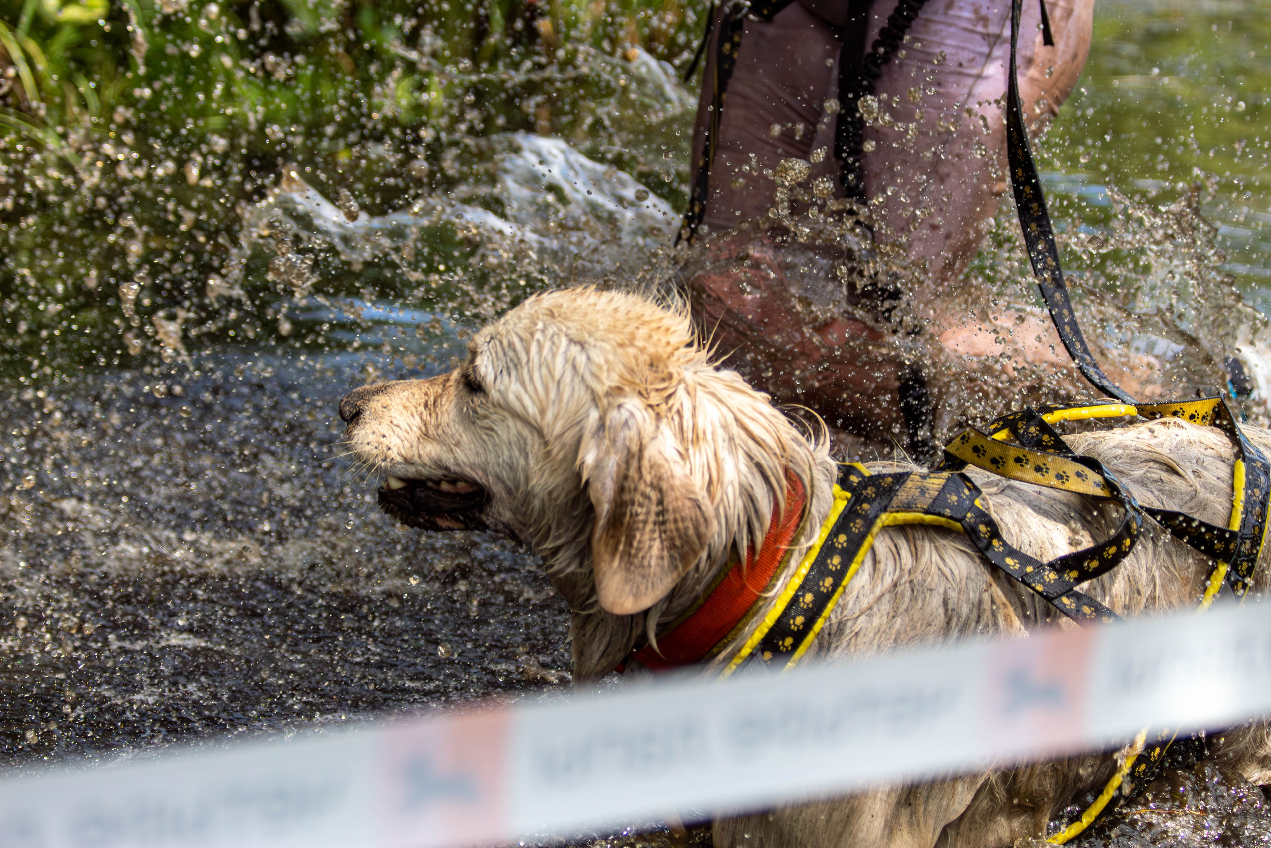 Хвостатый Драйв 2024. Фотограф анималист — Тула, Москва