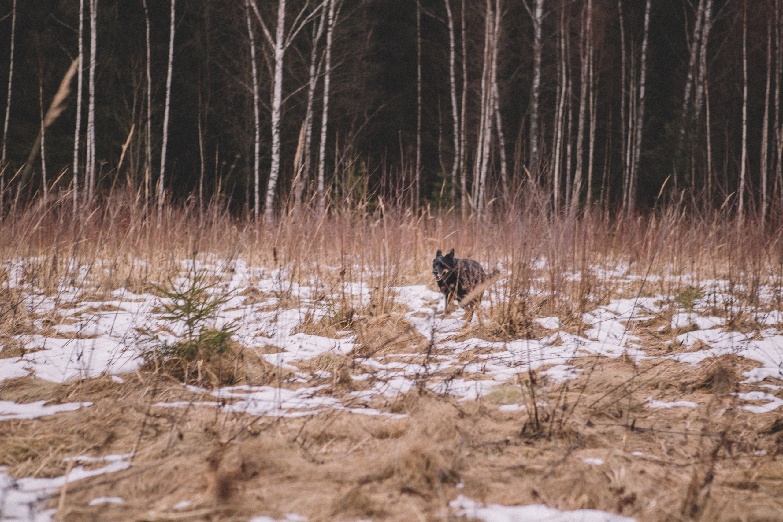 Alyona & Felix. Portrait, family and pet photographer in Cyprus, Ksenia Bourdelle