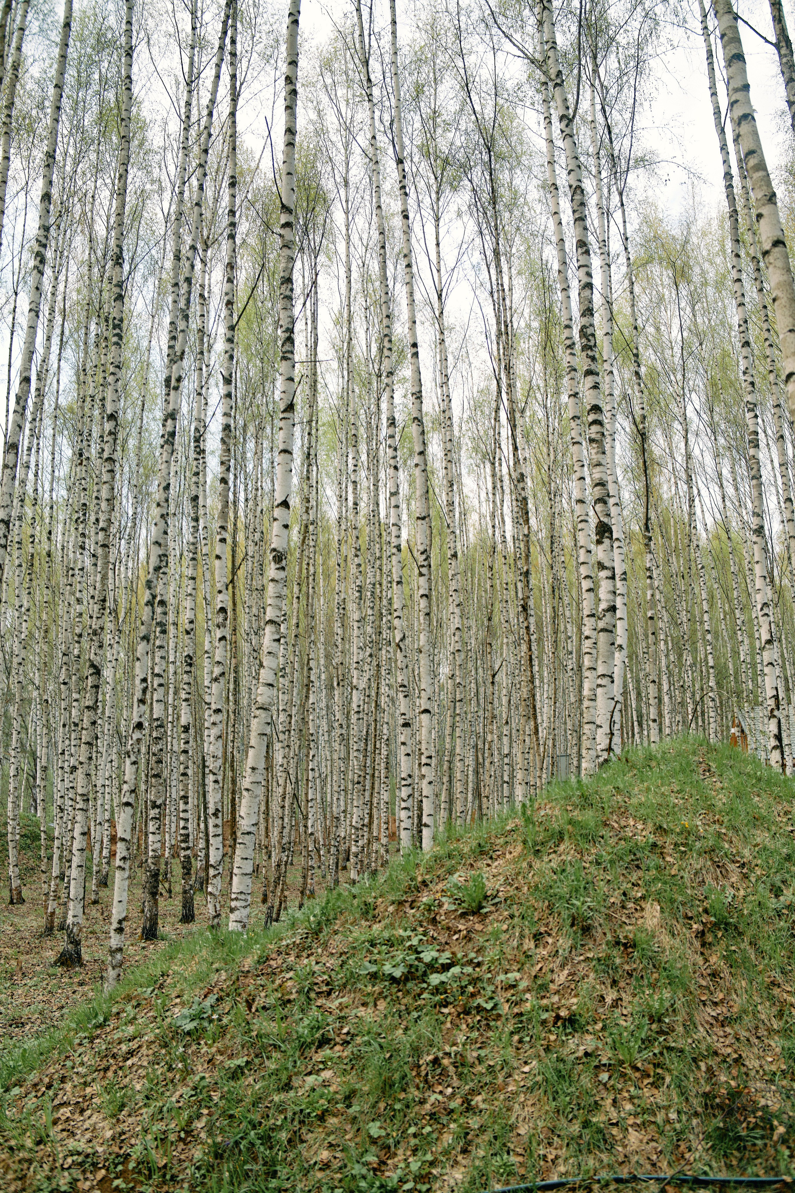 Бутик-отель Поле летом. Профессиональный Фотограф во Владимире, в Москве и в Суздале — Полина Романычева