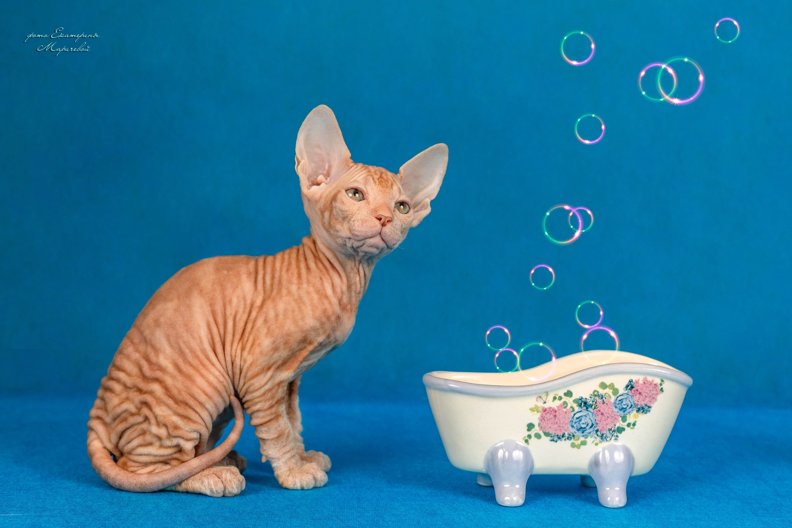 Галерея котят. Фотограф-анималист в Омске Екатерина Маричева