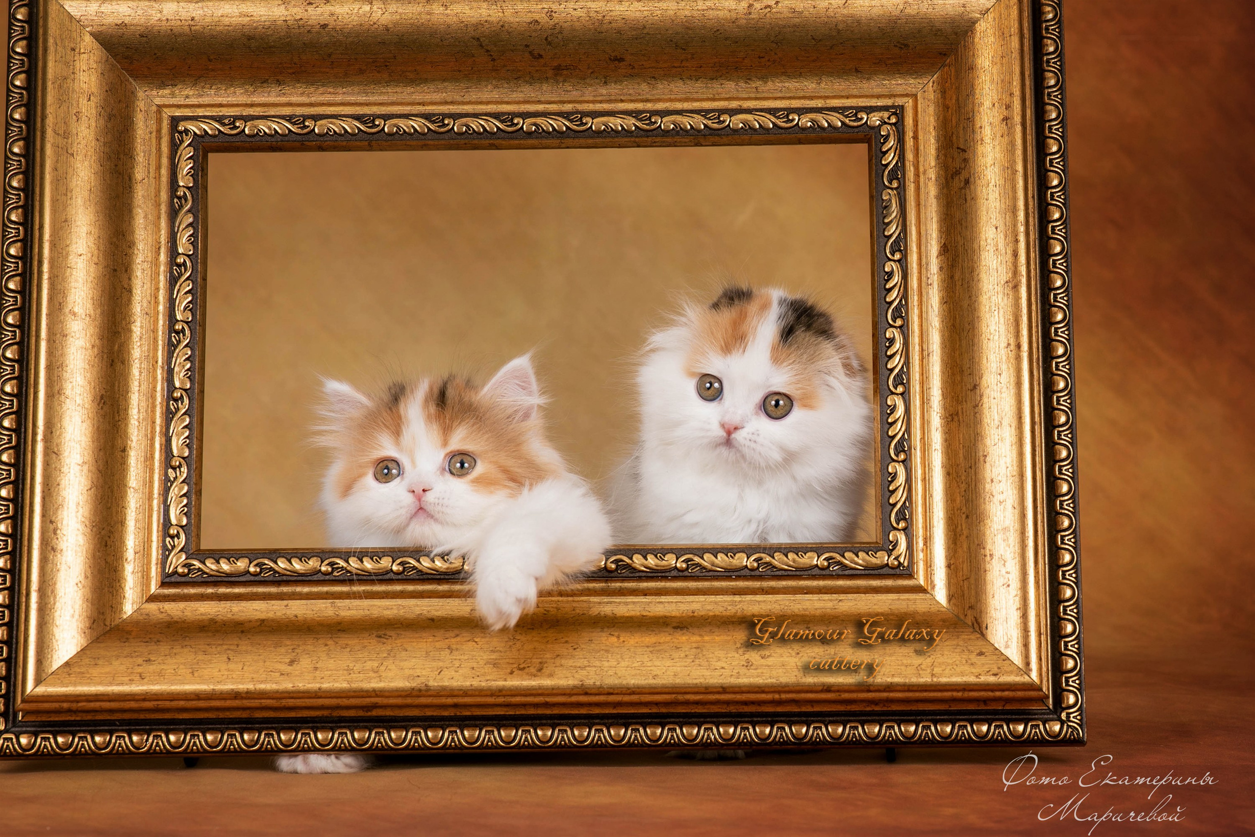 Коричневые фоны. Фотограф-анималист в Омске Екатерина Маричева