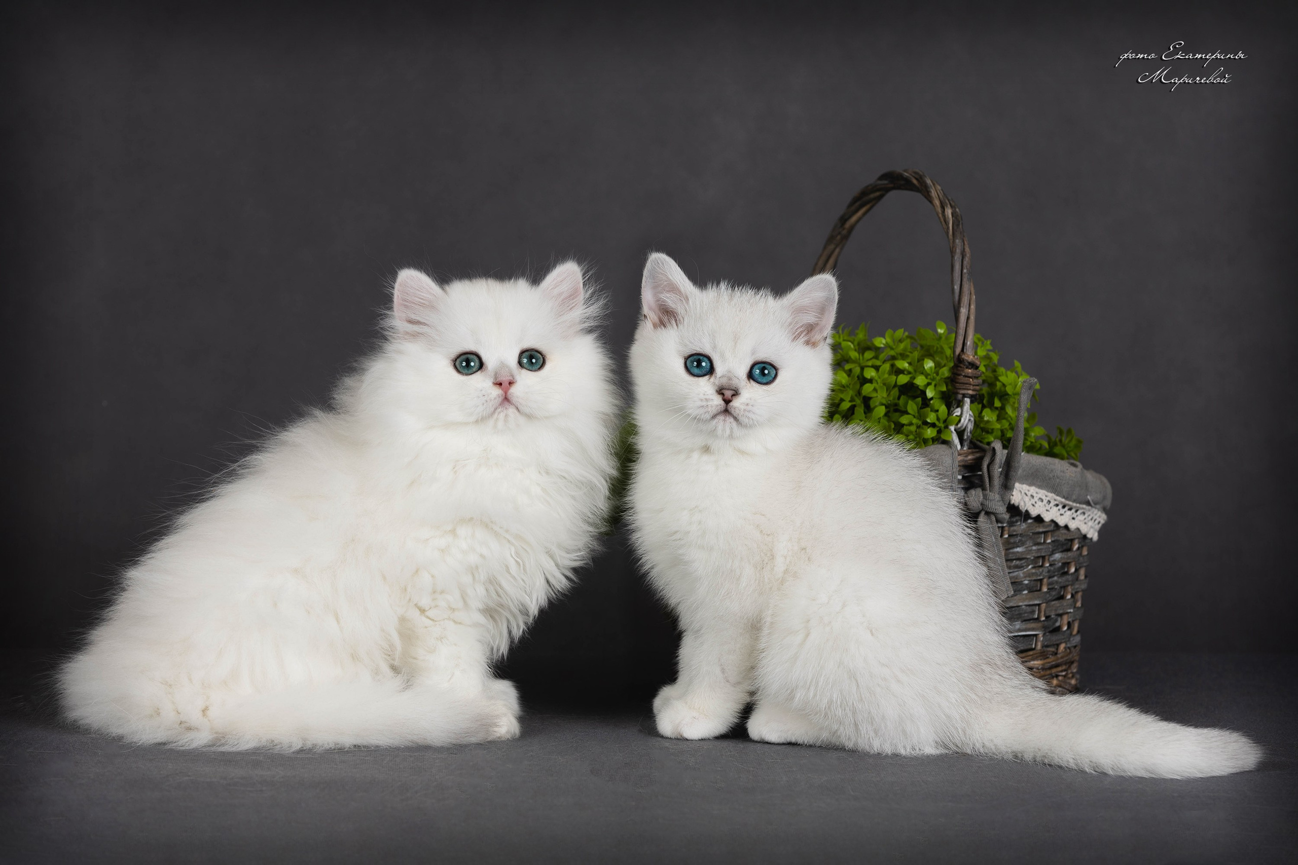 Галерея котят. Фотограф-анималист в Омске Екатерина Маричева