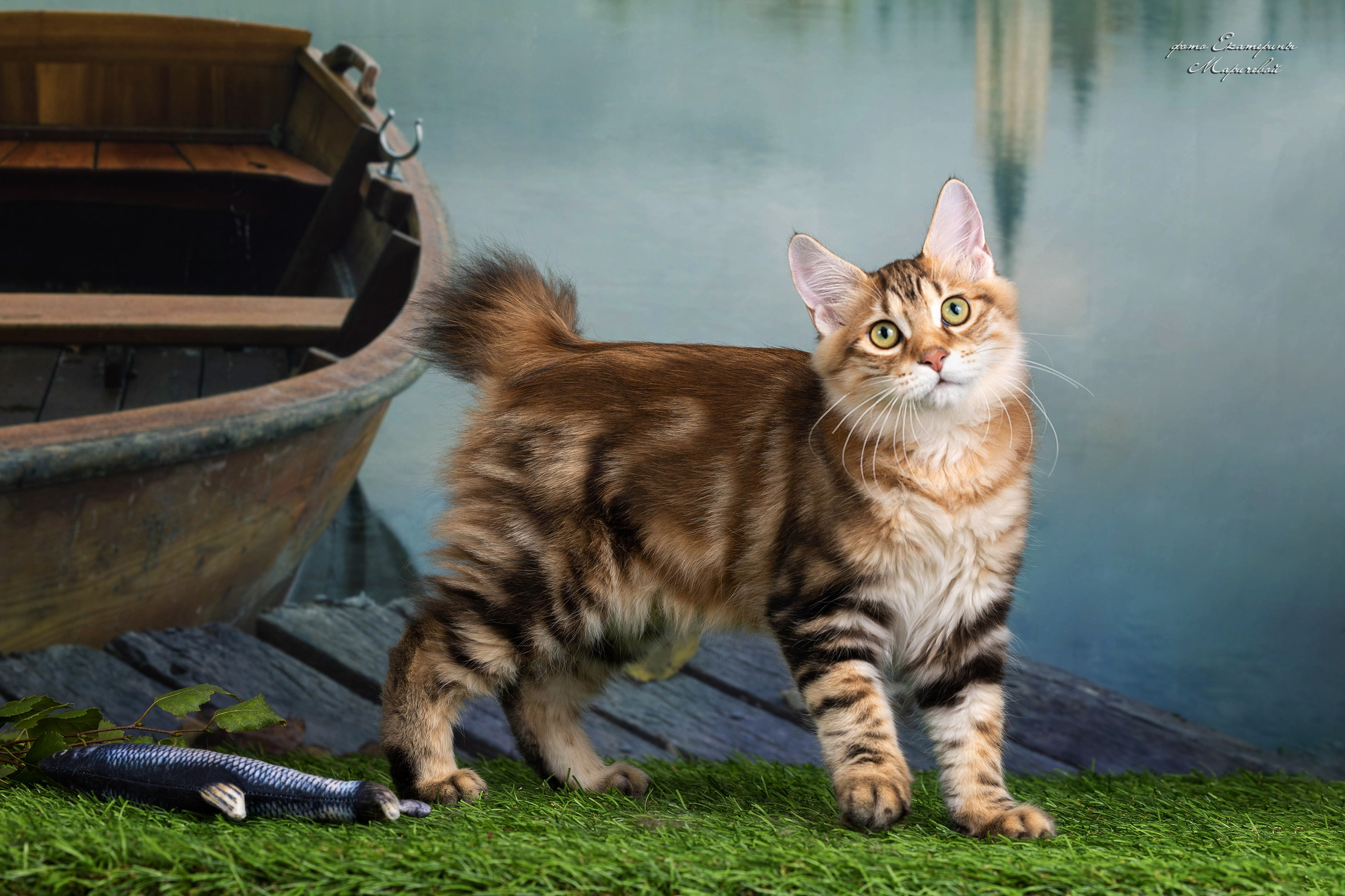 Галерея котят. Фотограф-анималист в Омске Екатерина Маричева