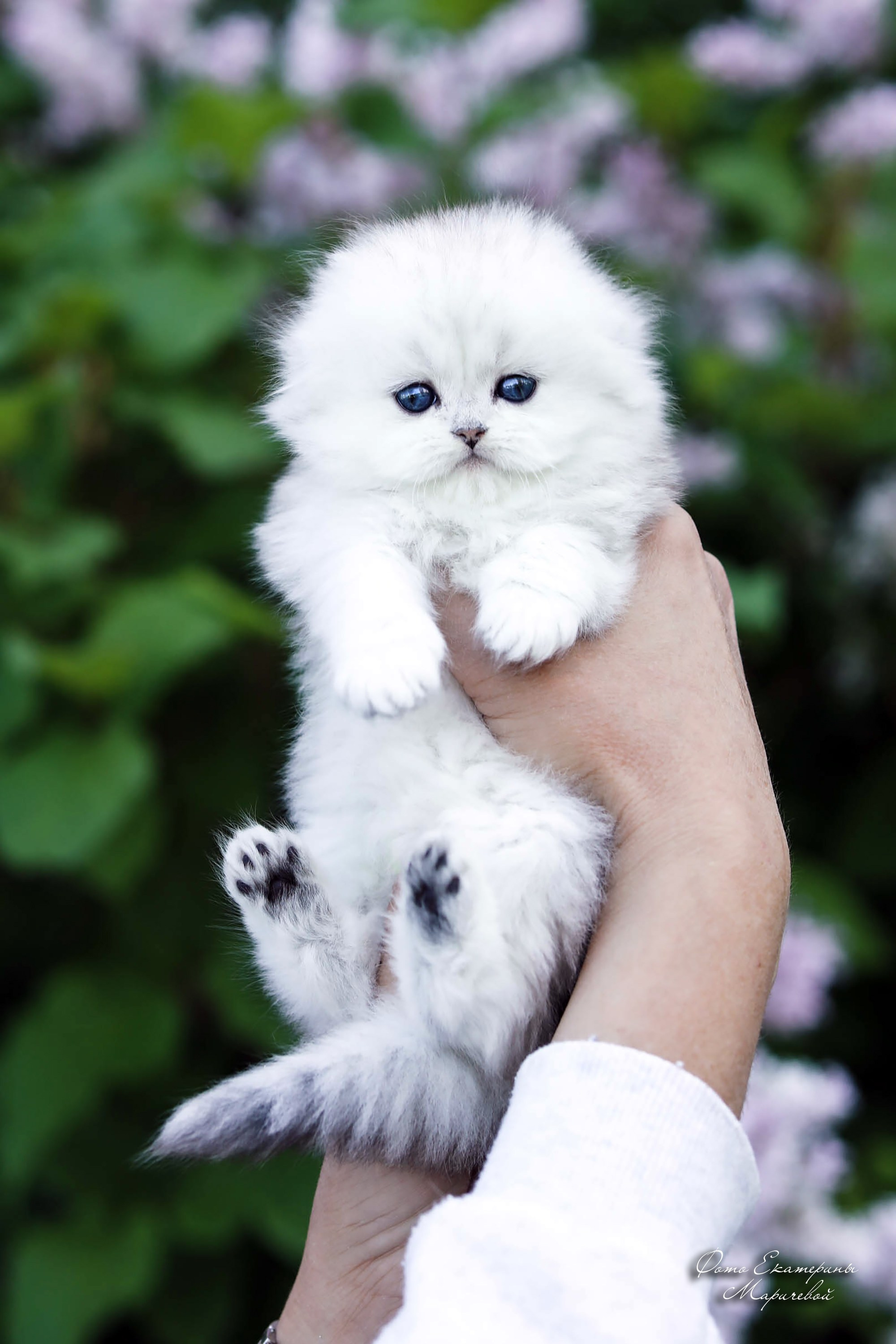 Выездная съёмка с естественным светом. Фотограф-анималист в Омске Екатерина Маричева