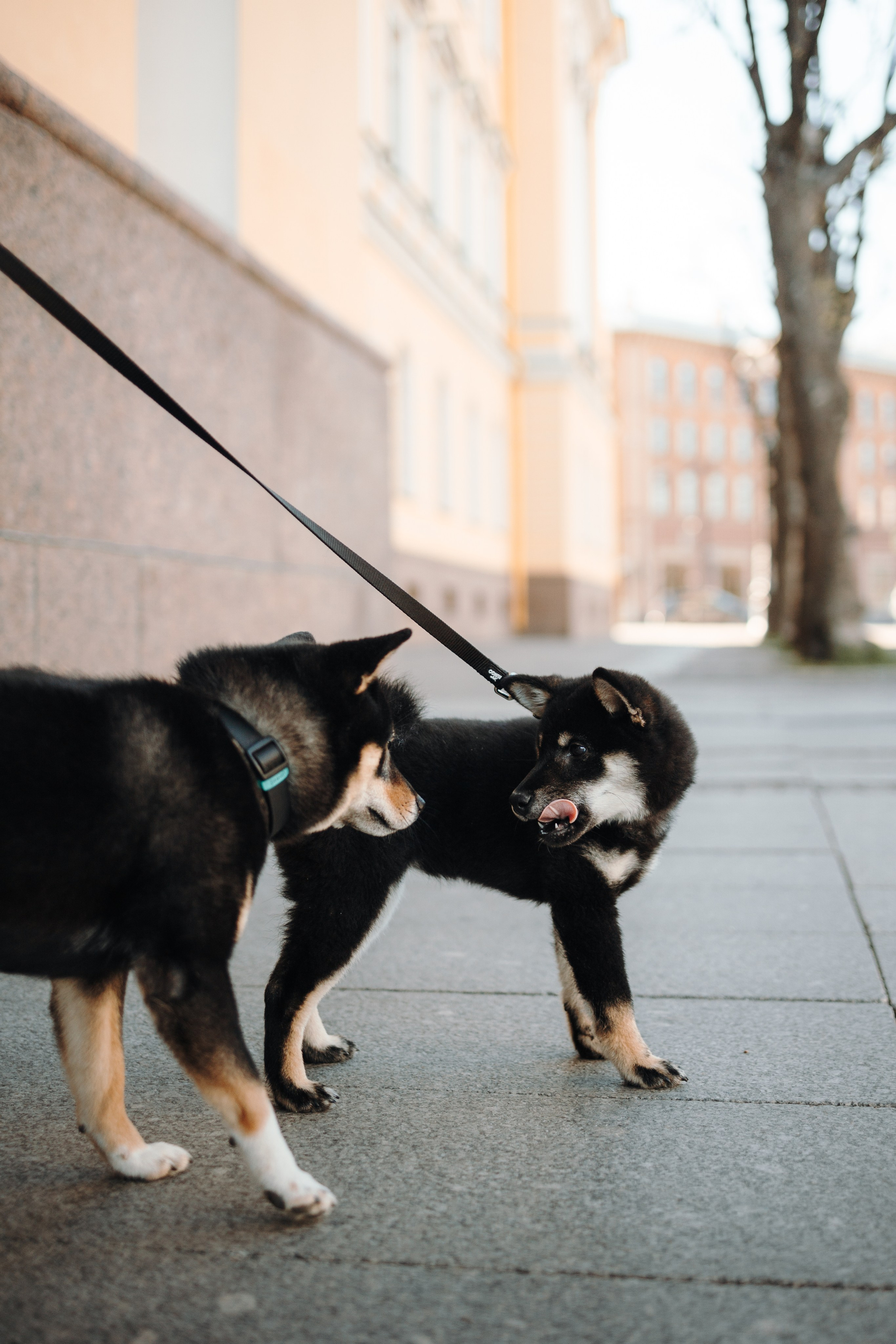 Даша и ее девочки. Фотограф — Анималист | Санкт-Петербург