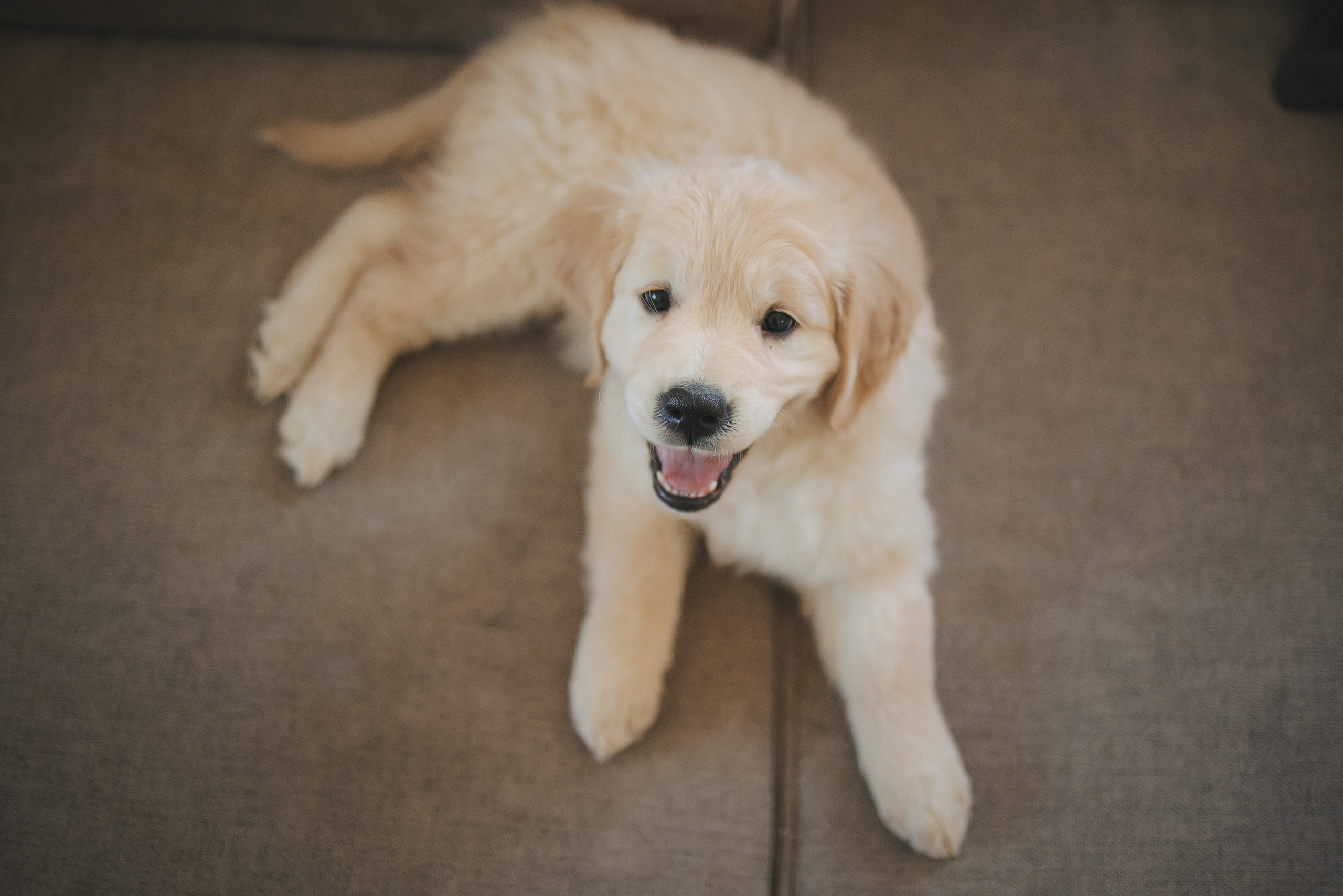Снежик и Веста, НГ. Свадебный и женский фотограф