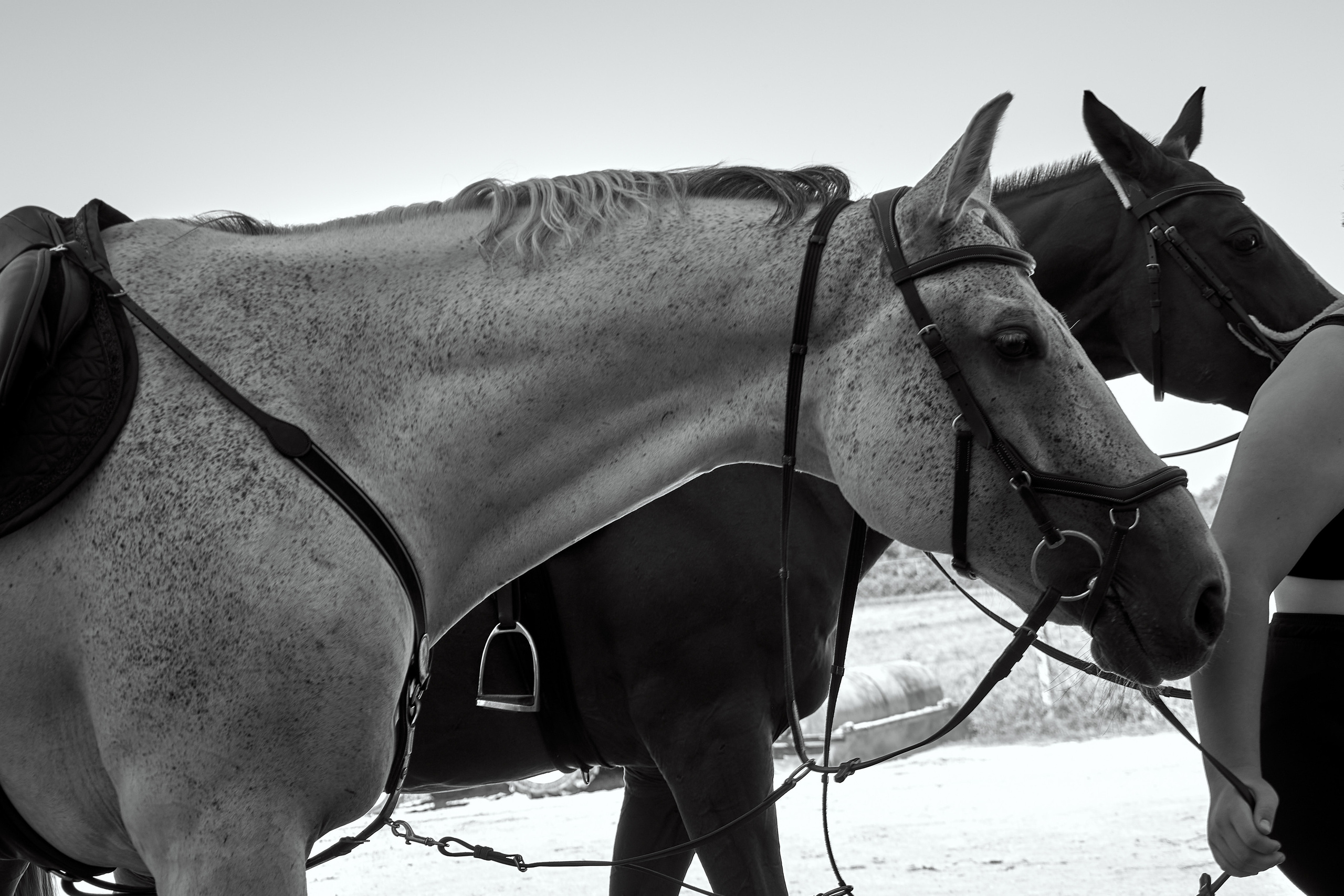 Муниципальные соревнования по конкуру Крым 2023. Фотограф в Севастополе