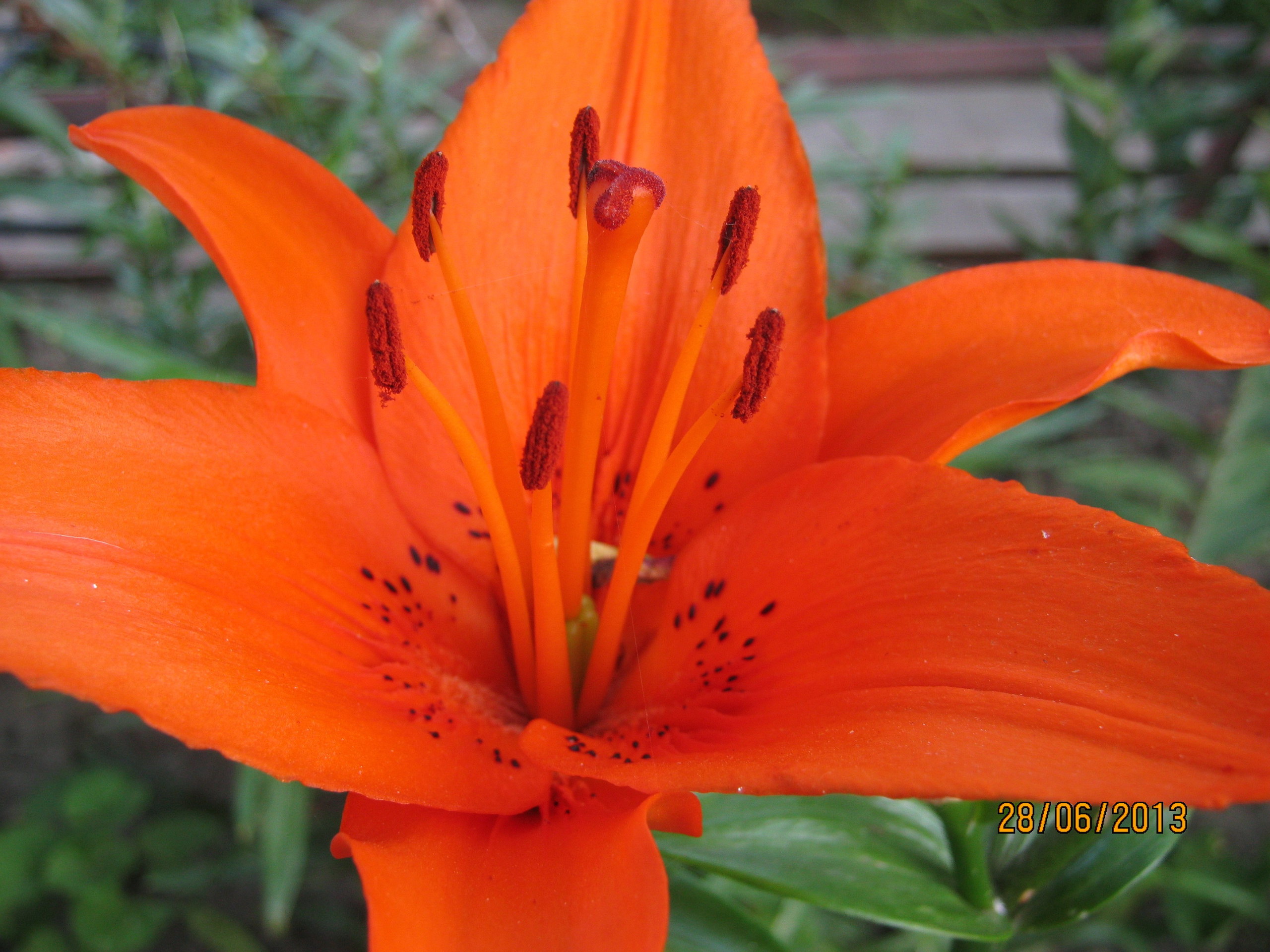 На Больничной 28.06.2013. Семейный, Свадебный фотограф СПБ Питер— Романова Екатерина