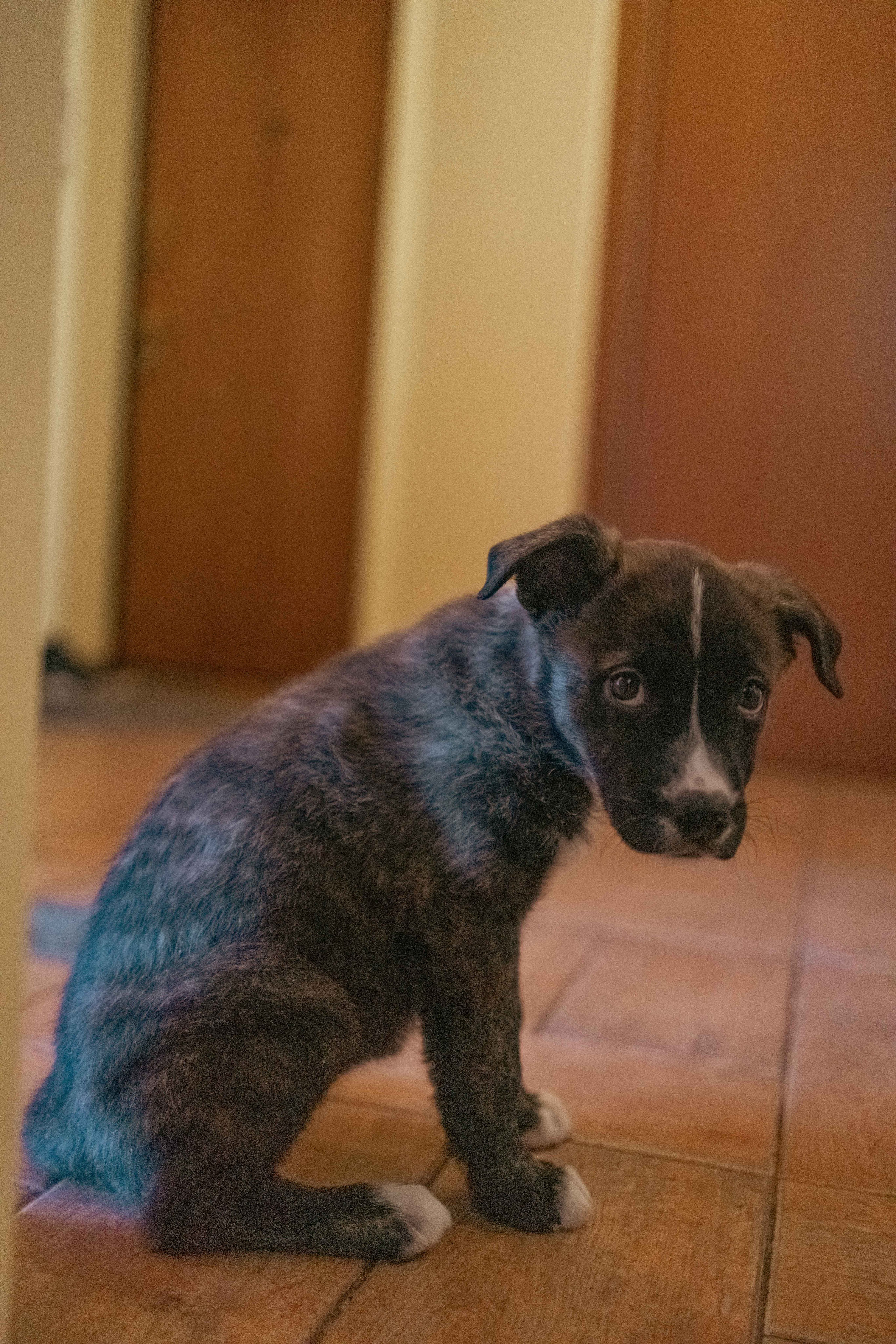 Гайка. Фотограф-анималист в Москве Лера Черноног