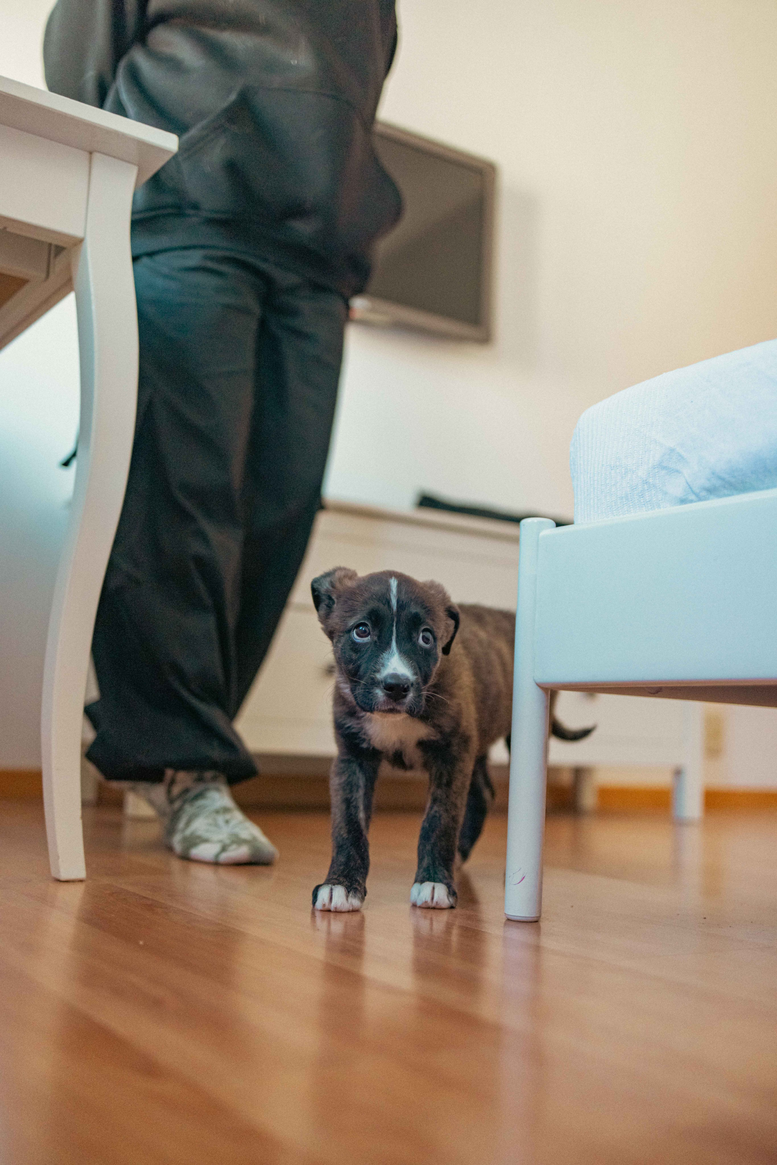 Гайка. Фотограф-анималист в Москве Лера Черноног