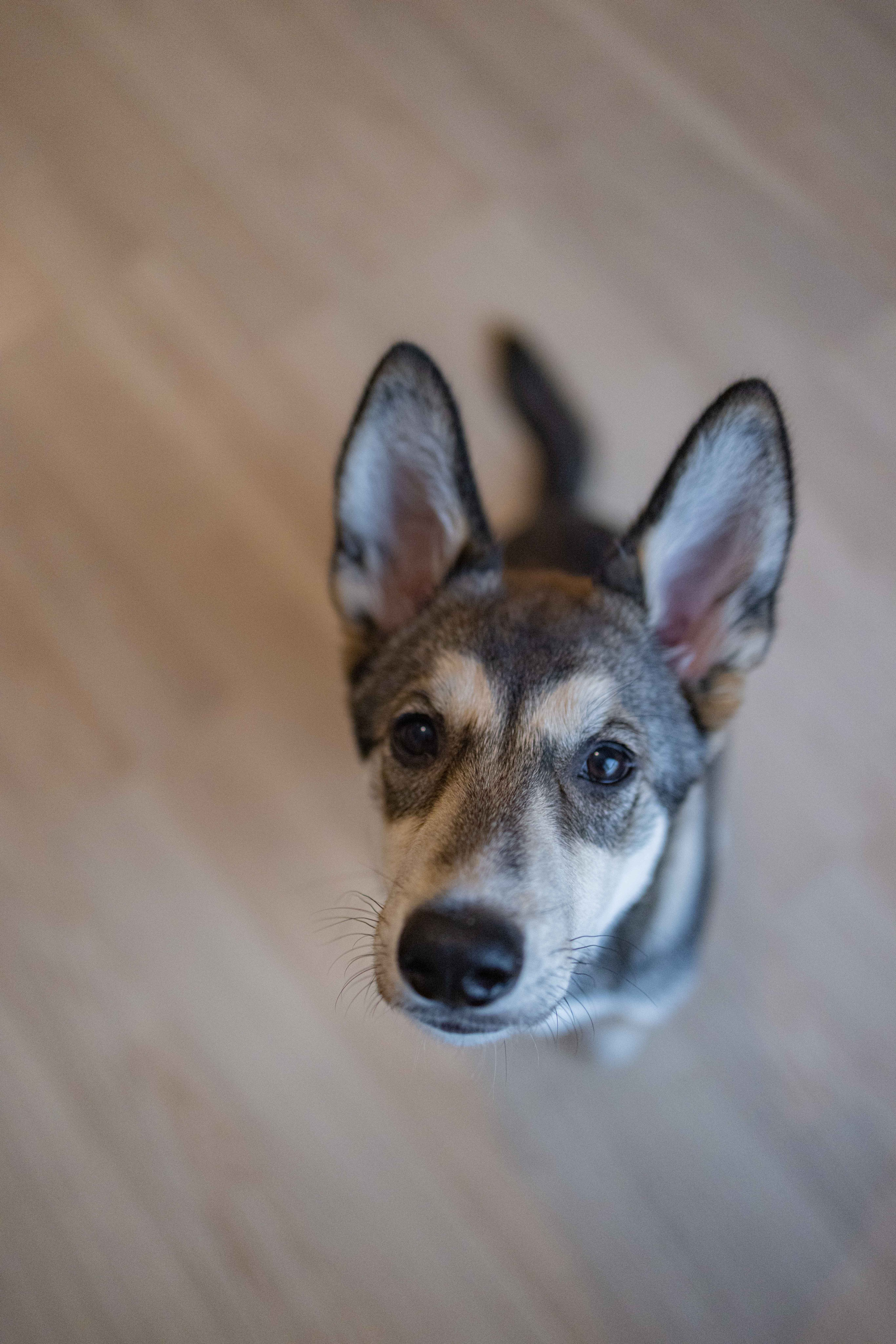 Шами. Фотограф-анималист в Москве Лера Черноног