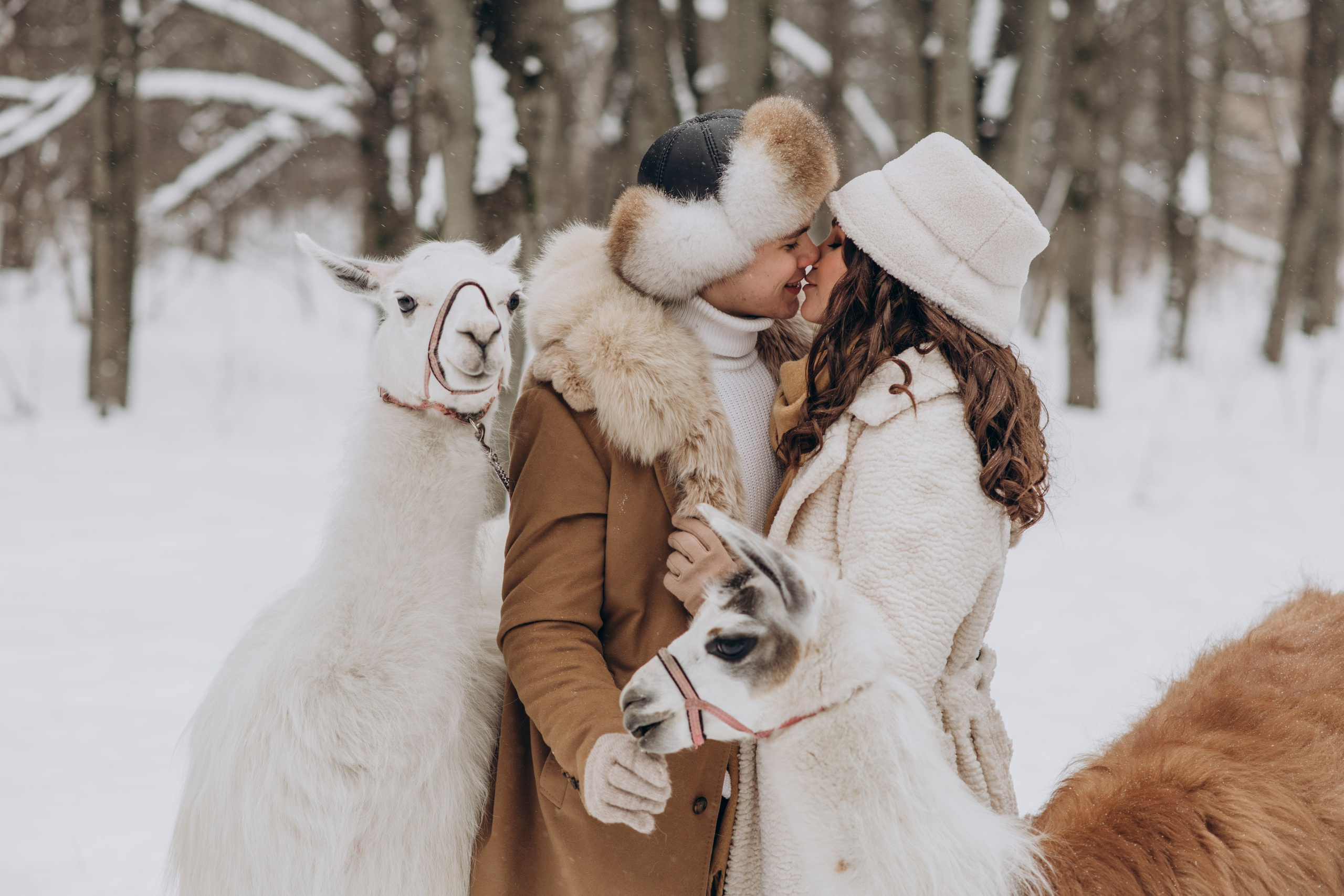 Зимняя фотосессия с Альпаками. Свадебный фотограф в Дмитрове