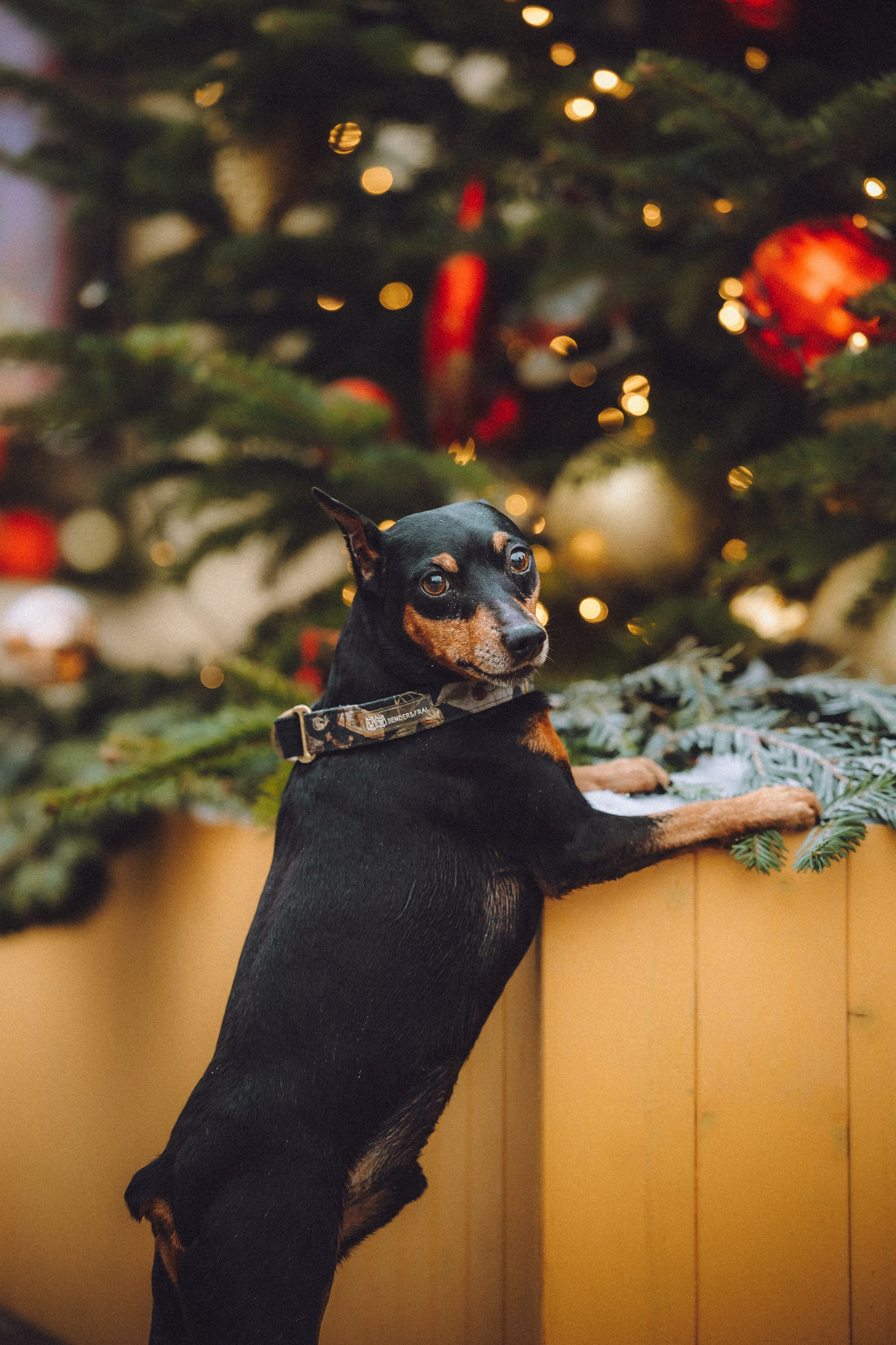 Топик и его семья