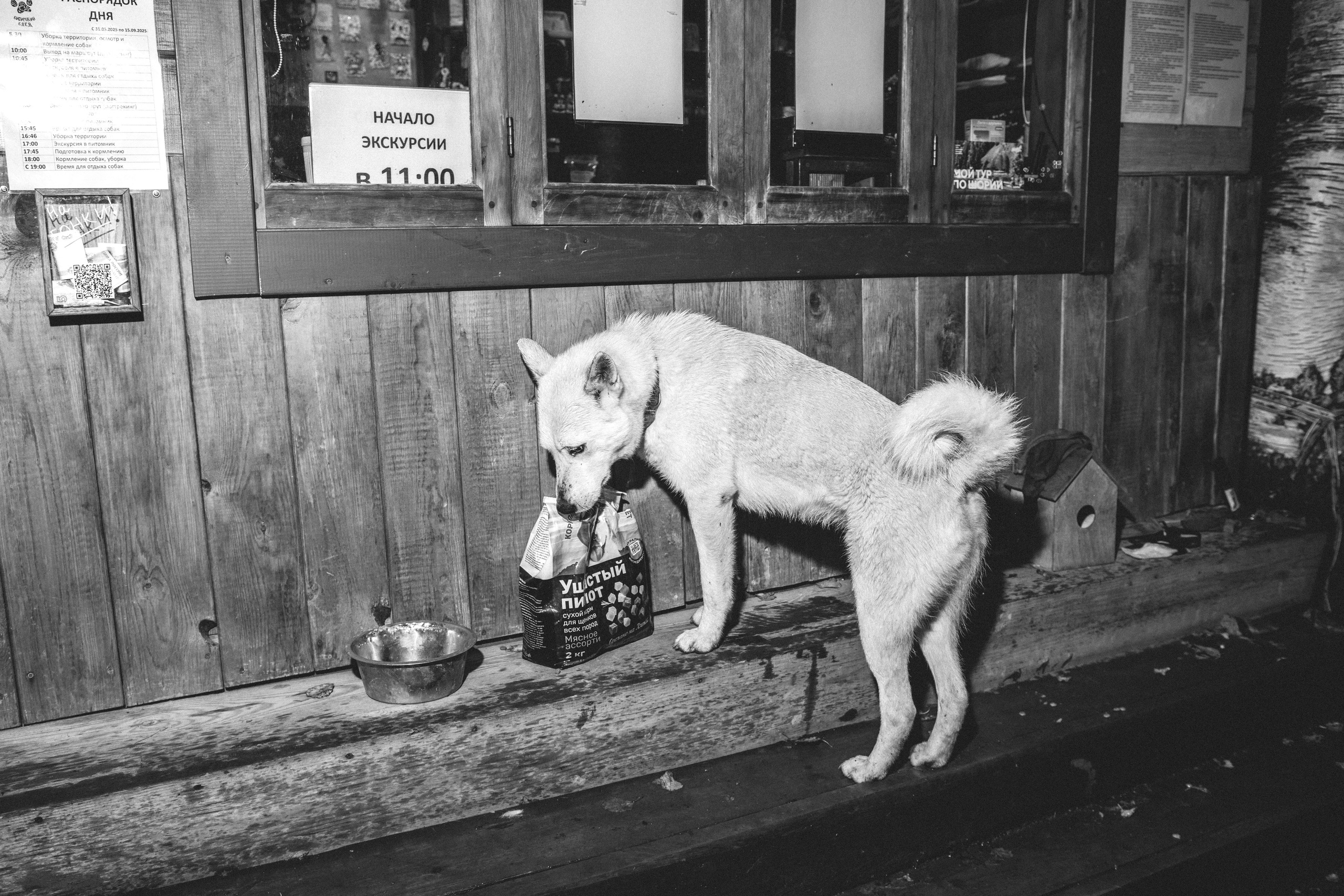 Дог-треккинг