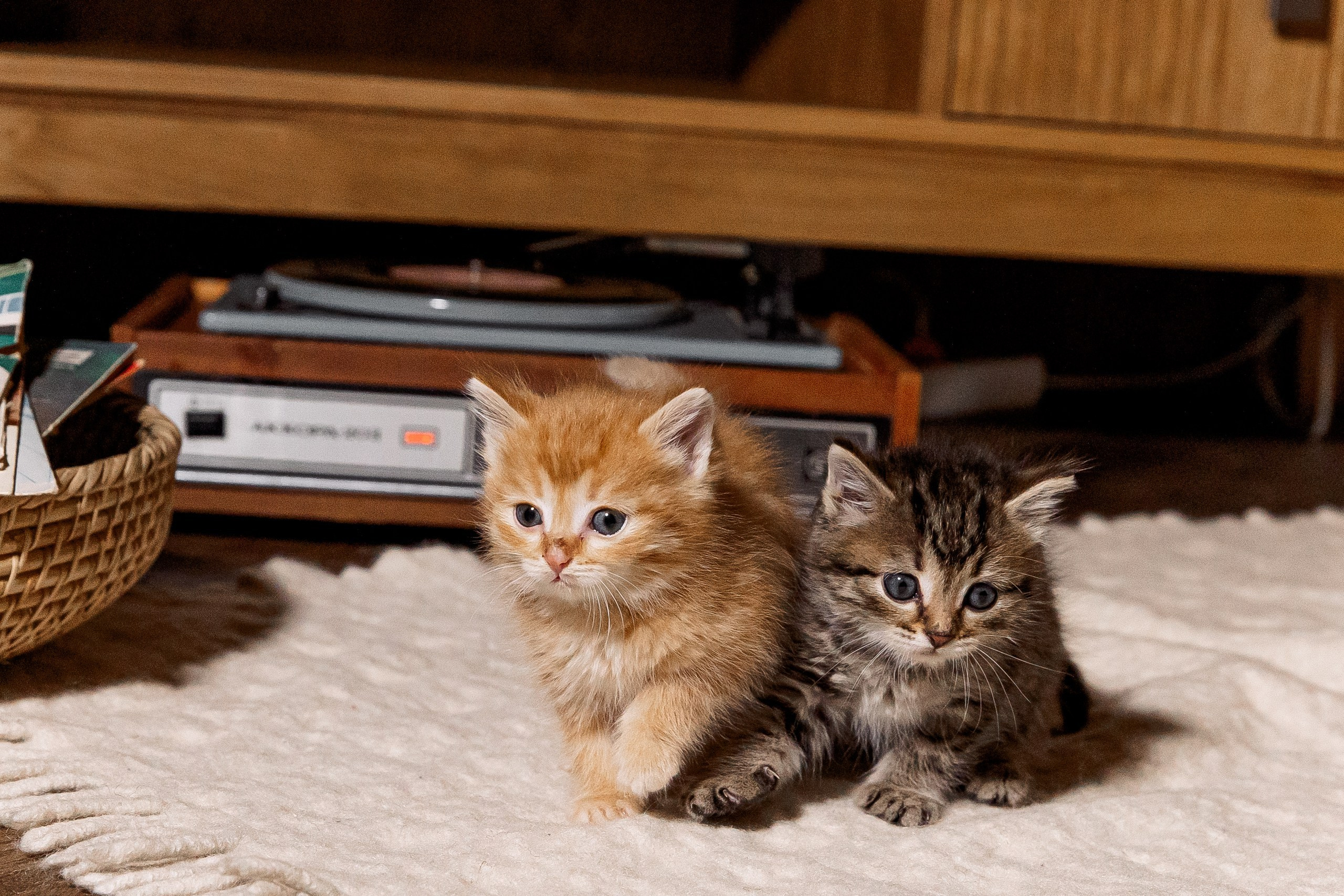 Эдуард и Дарья с сыновьями. Свадебный и семейный фотограф в Челябинске Юлия Ишимова
