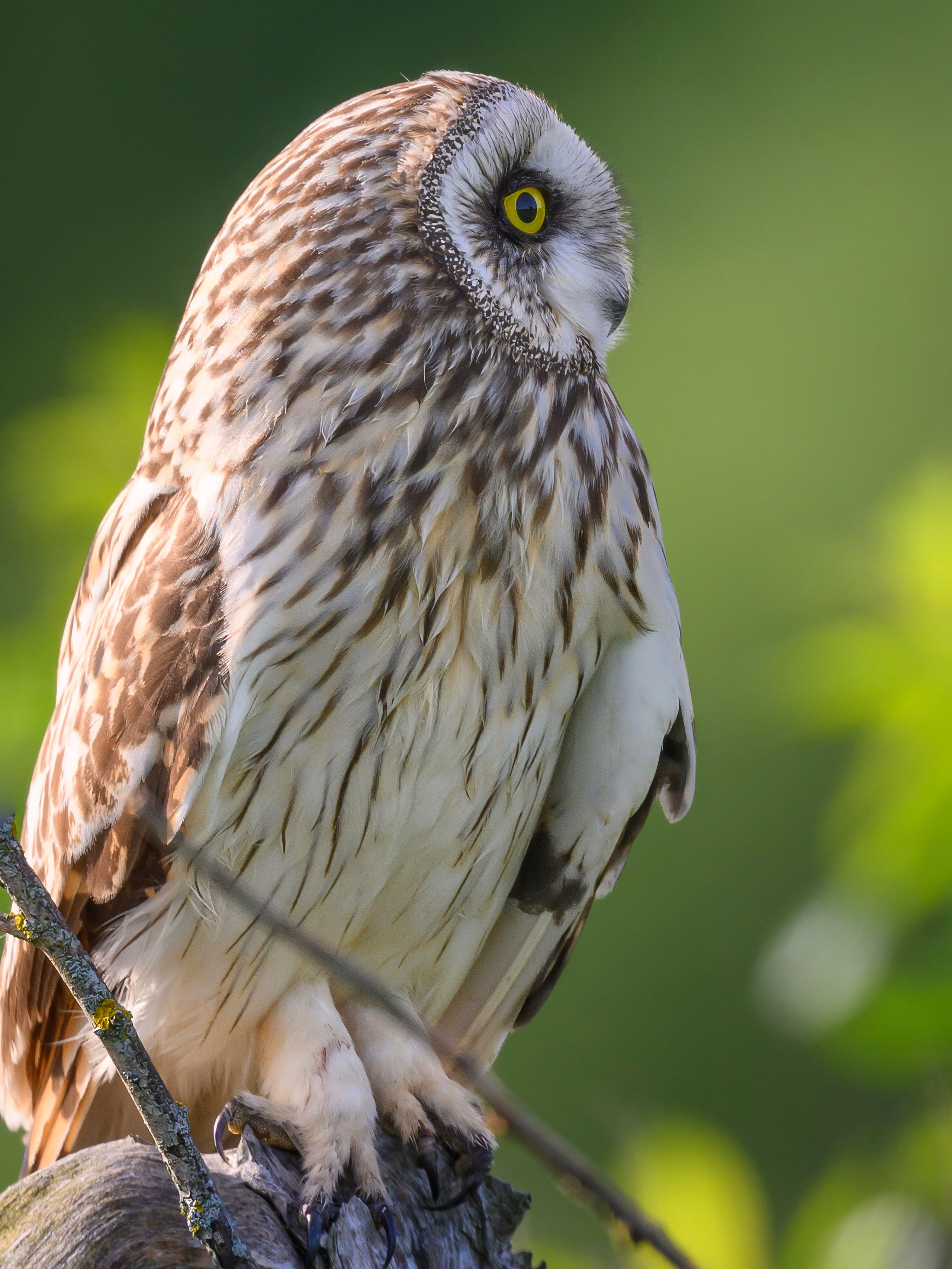 В тихом омуте черти водятся. Wildlife photography by Sergey Puponin