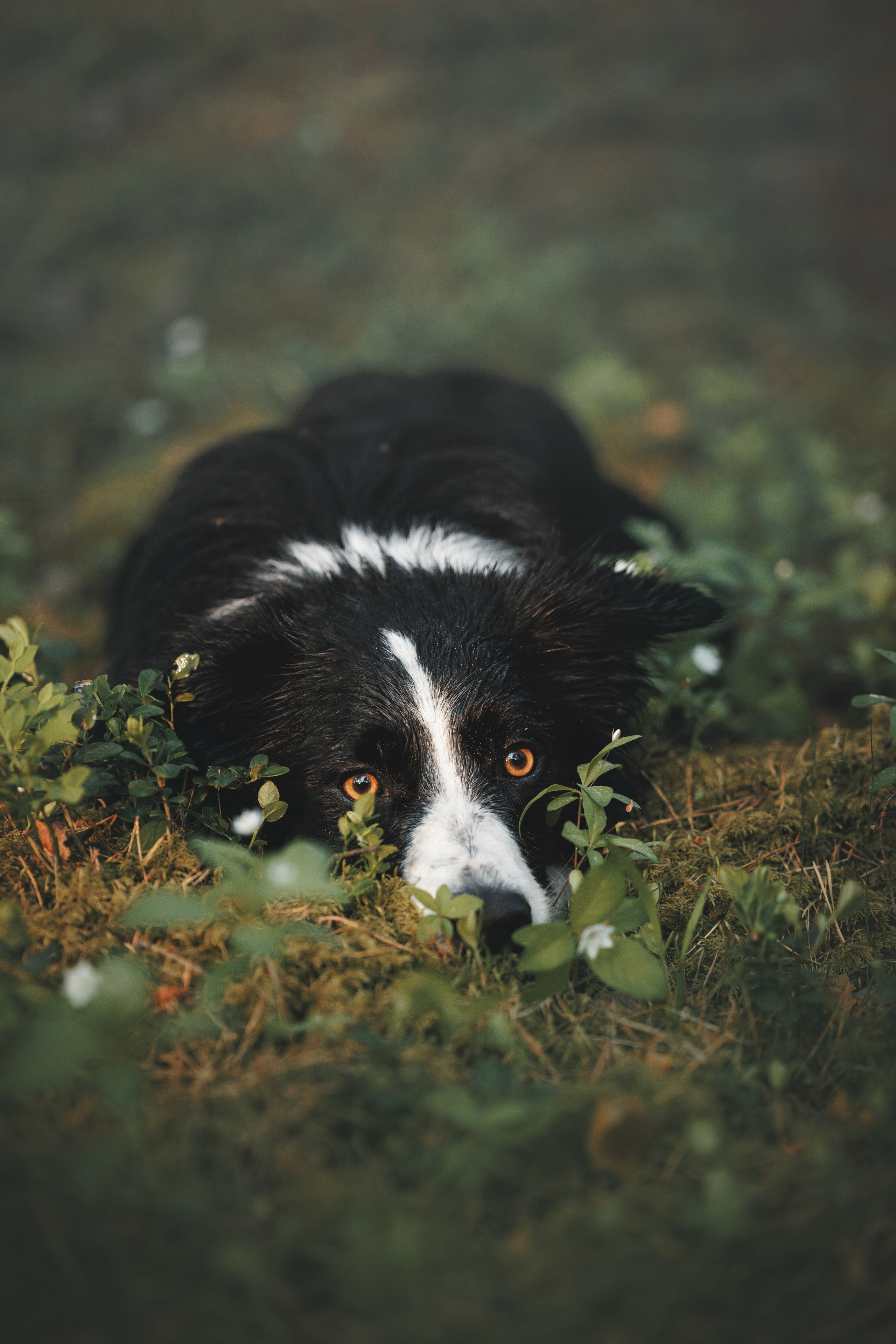 Токи, Янки, Лось, Мако и Рин. Фотограф анималист Осипчикова Мария