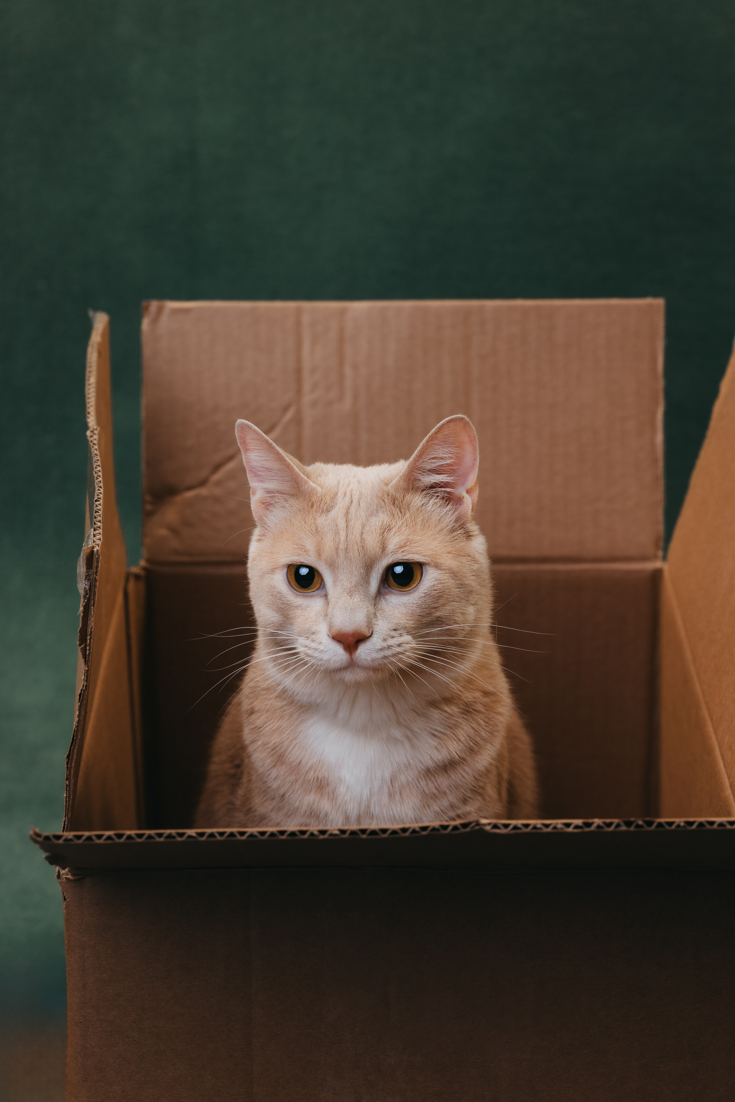 Коты Сет и Квентин. Фотограф анималист Осипчикова Мария