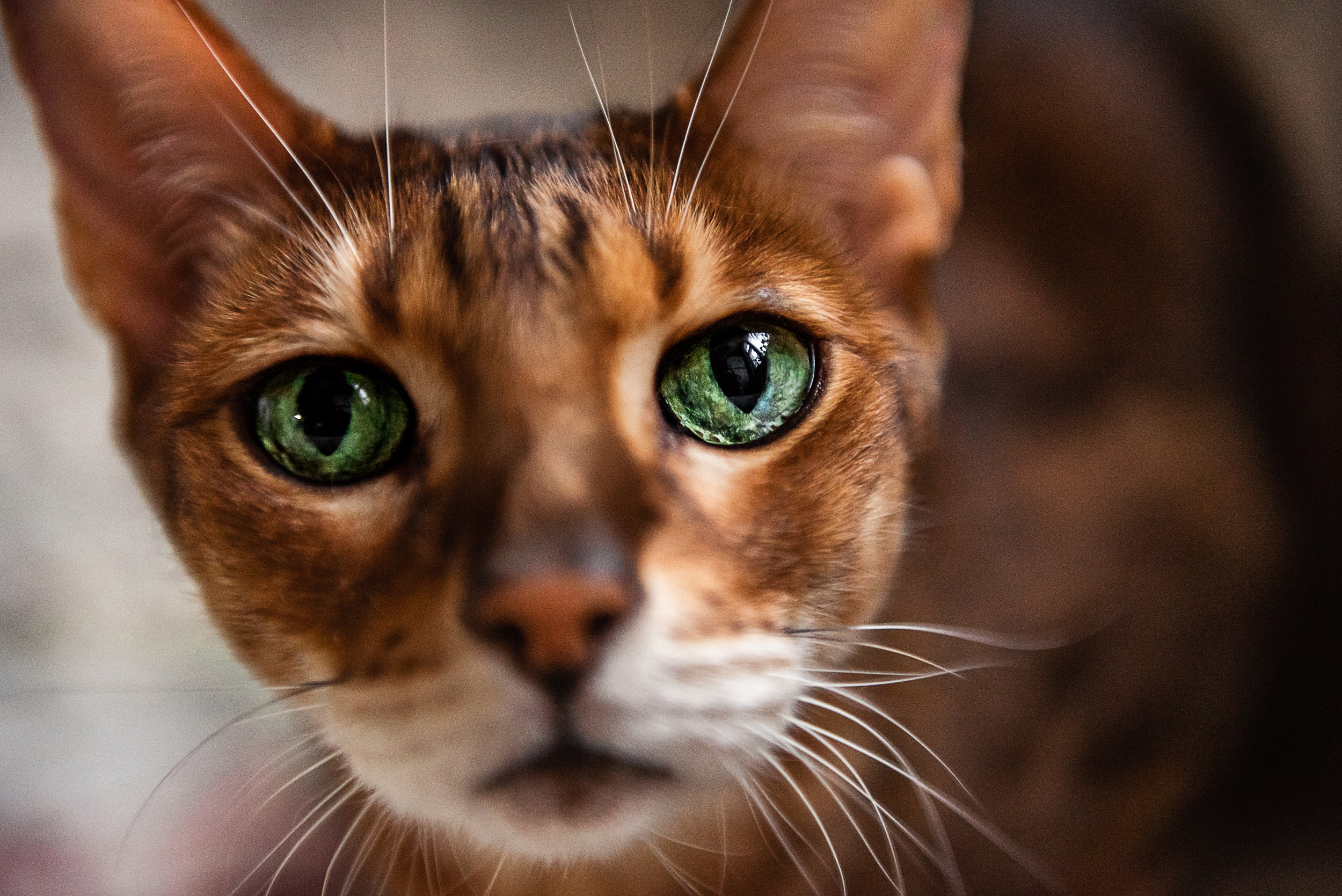 Квартира с картинами. Алиса, Андрей и их пушистая семья. Семейный Фотограф в Москве Ирина Хохлова
