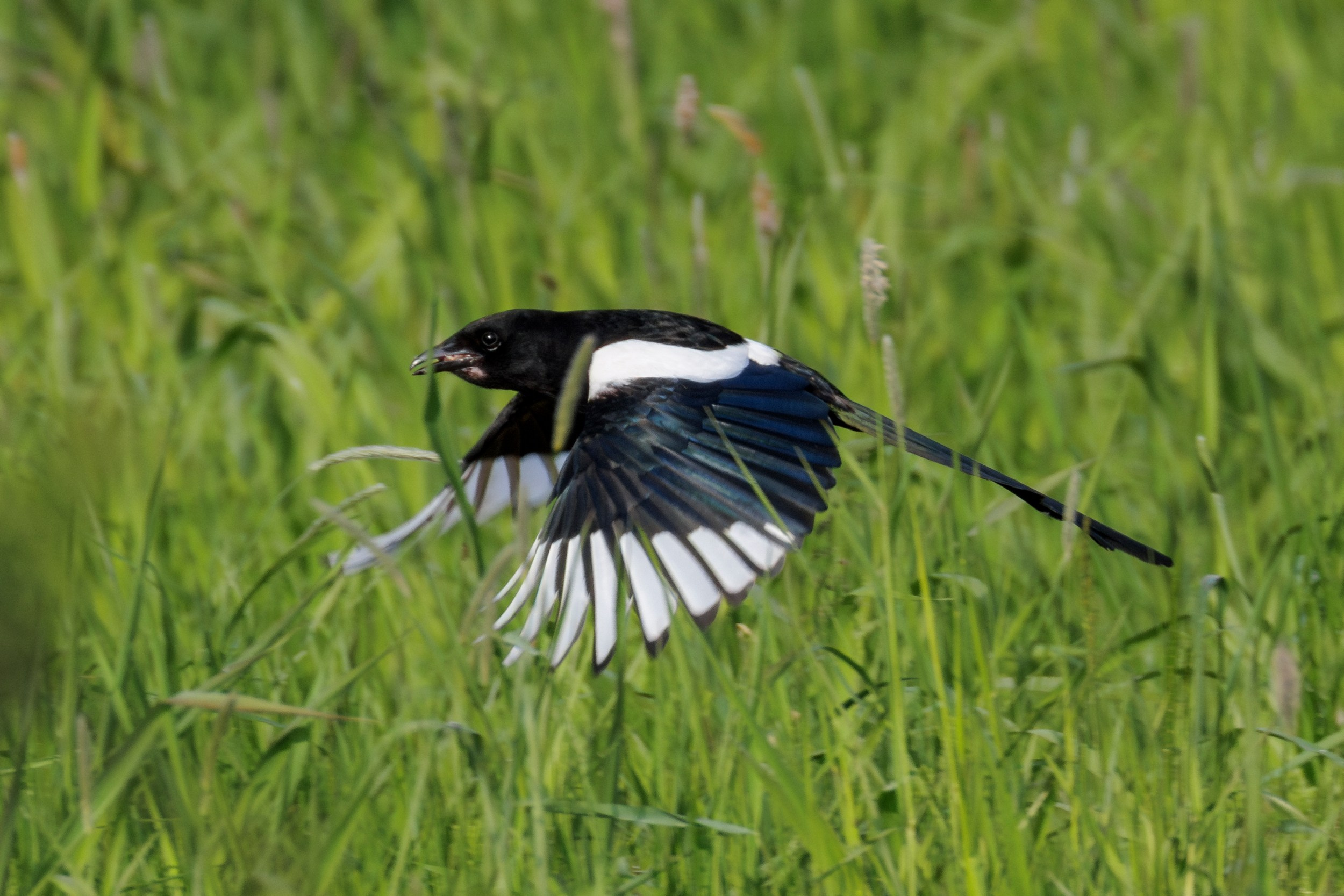 Полет сороки над травой