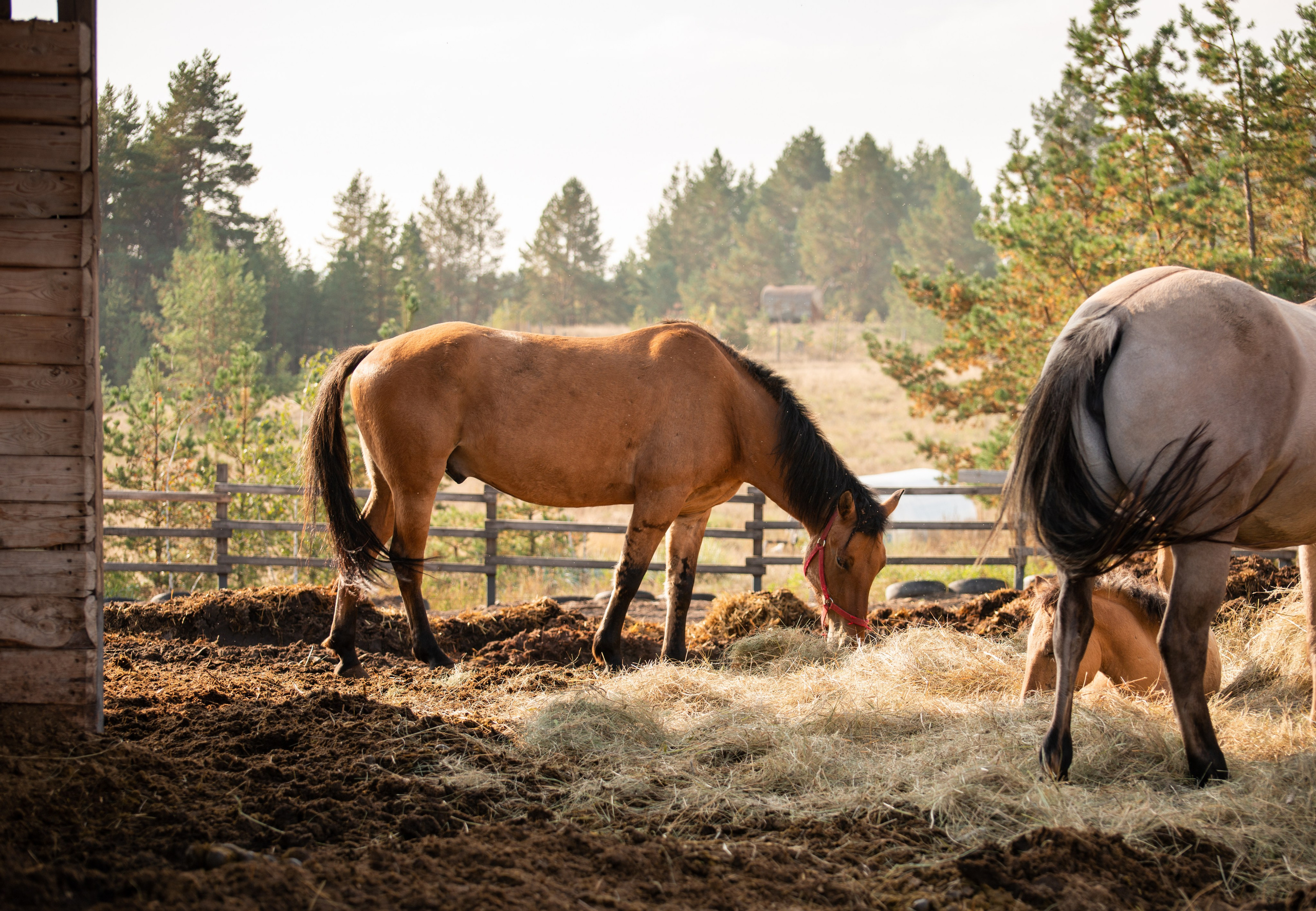 Гости в Родославном. Конный фотограф в Саратове Юлия Иванова